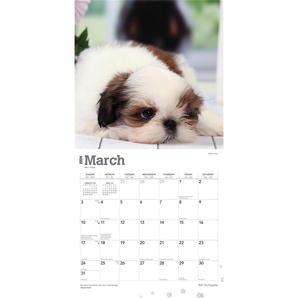Shih Tzu Puppies 2024 Wall Calendar