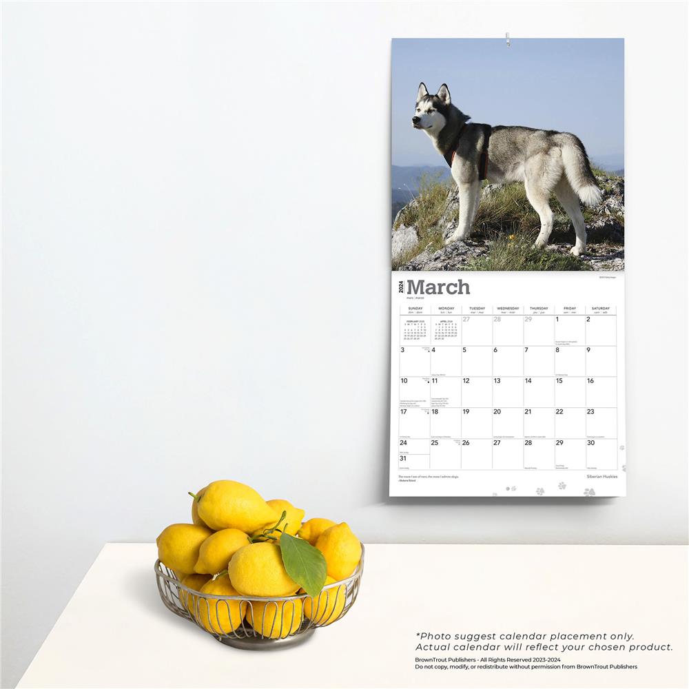 Siberian Huskies 2024 Wall Calendar