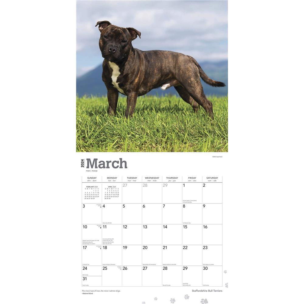 Staffordshire Bull Terriers 2024 Wall Calendar - Online Exclusive