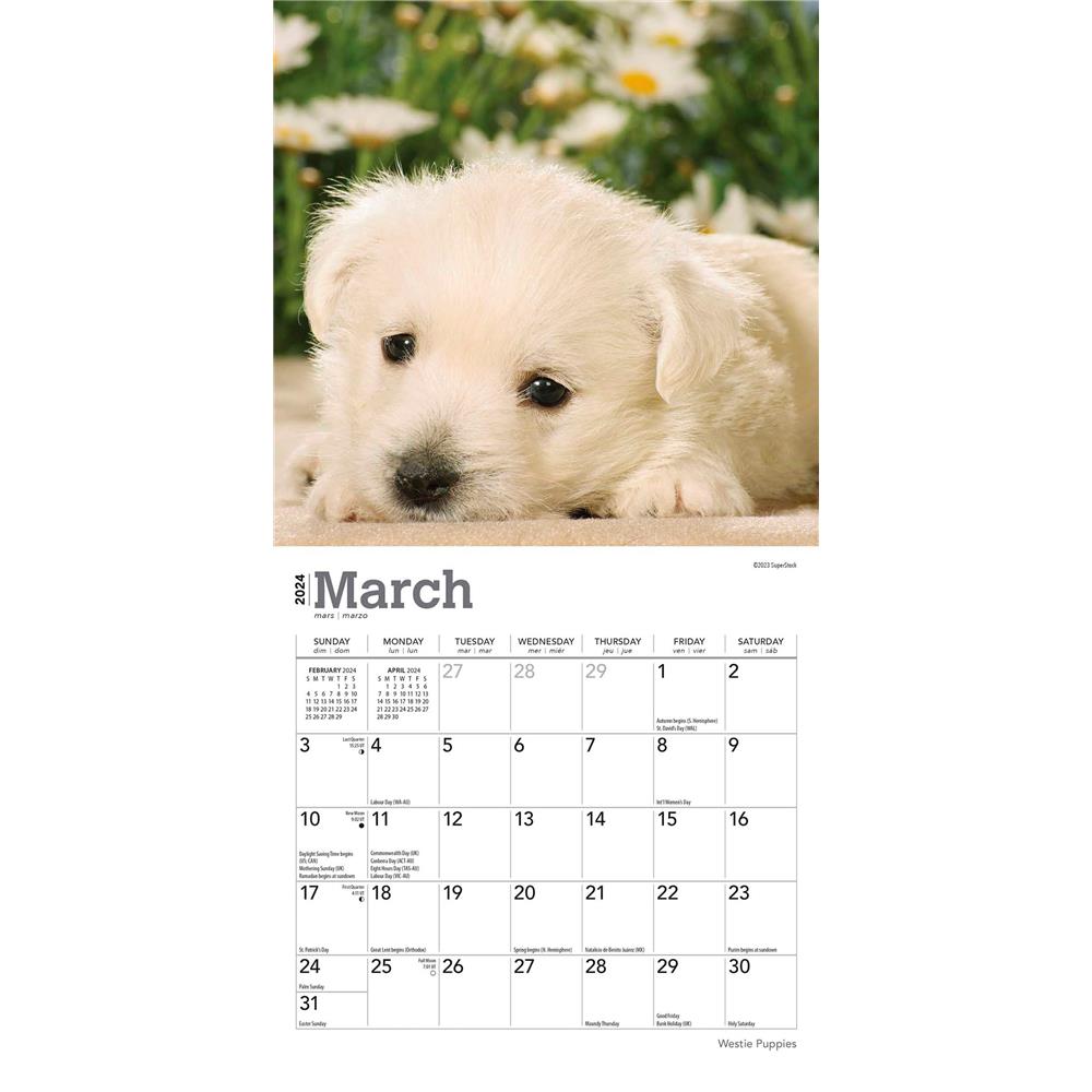 West Highland White Terrier Puppies 2024 Mini Calendar