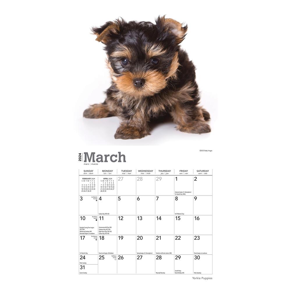 Yorkshire Terrier Puppies 2024 Mini Calendar