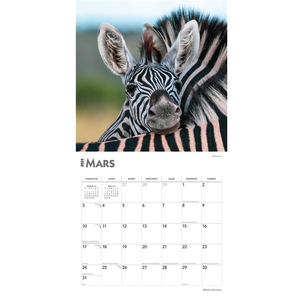 Bebes Animaux 2024 Wall Calendar (French)