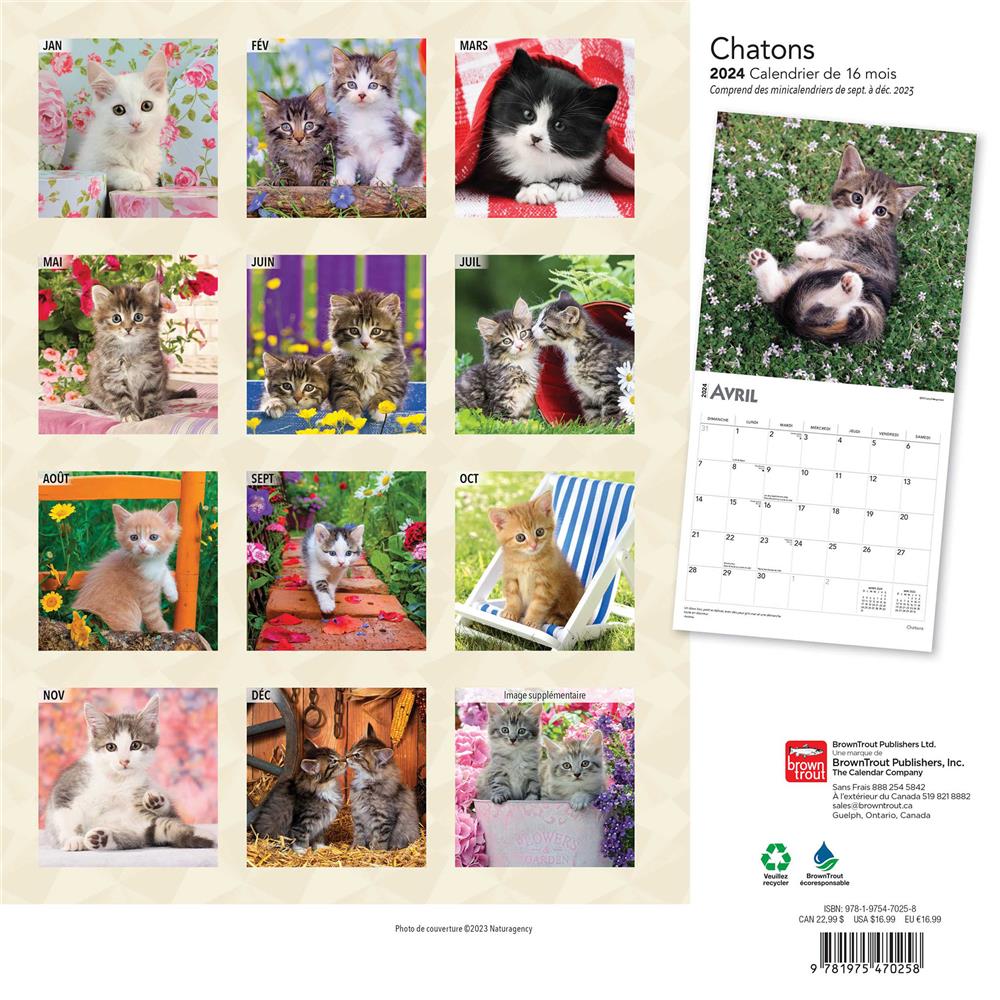 Chatons 2024 Wall Calendar (French)