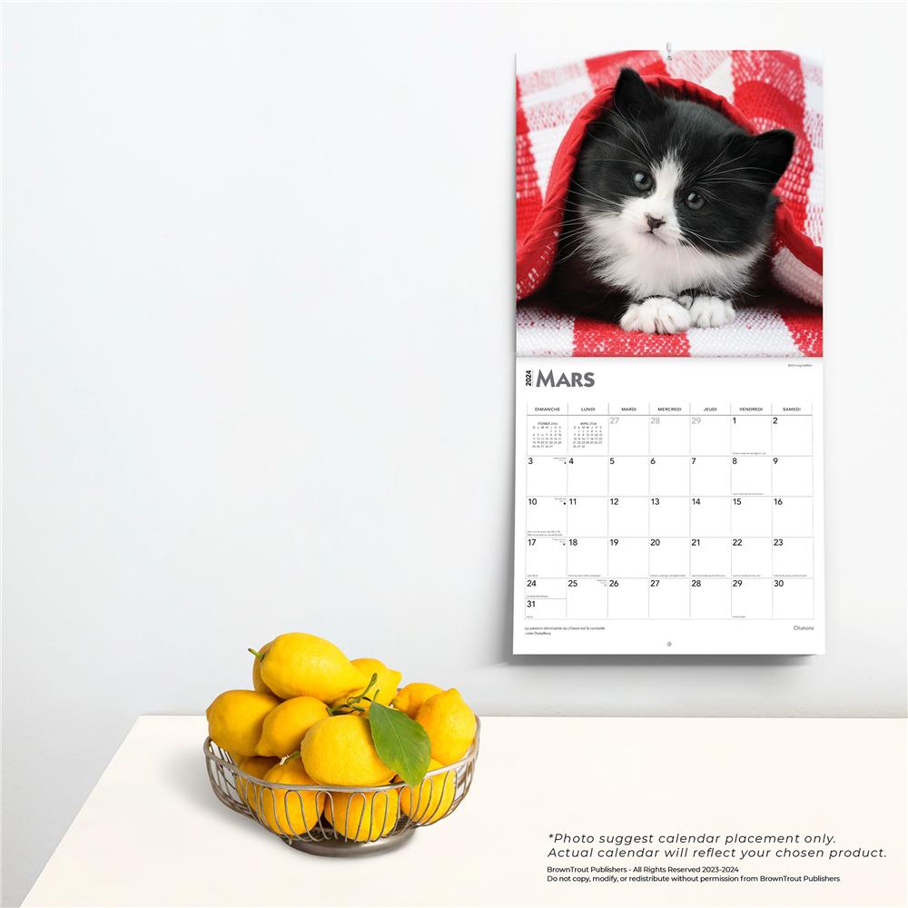 Chatons 2024 Wall Calendar (French)