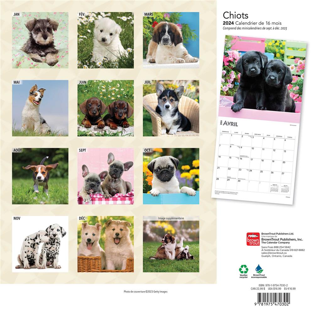 Chiots 2024 Wall Calendar (French)