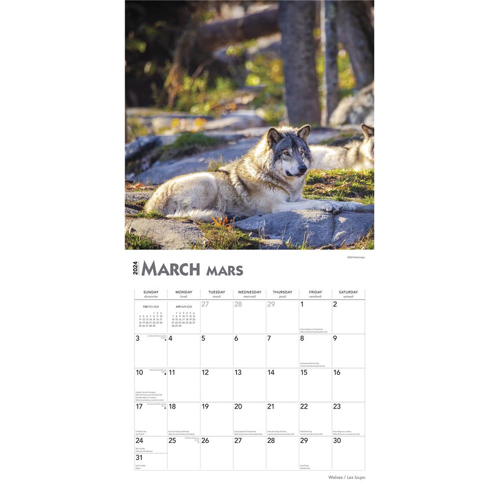 Wolves Les loups 2024 Wall Calendar (French)