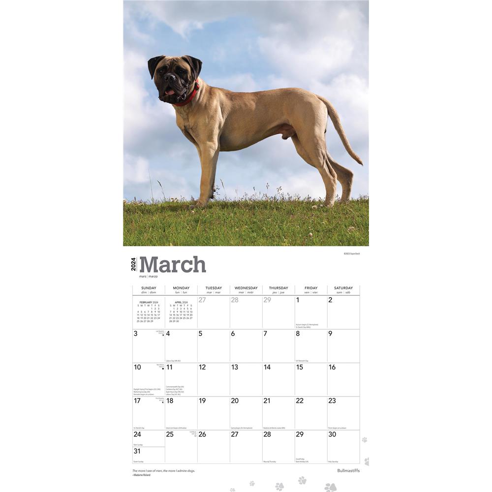 Bull Mastiffs 2024 Wall Calendar