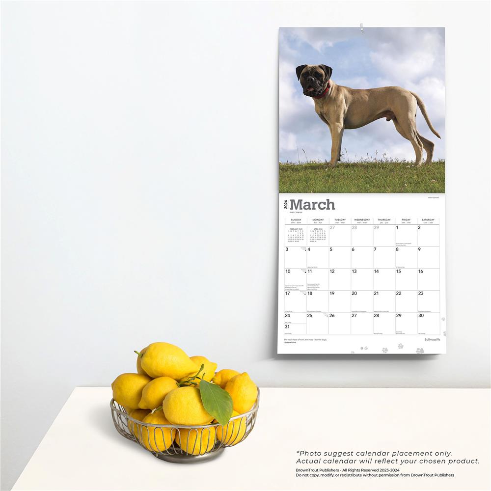 Bull Mastiffs 2024 Wall Calendar