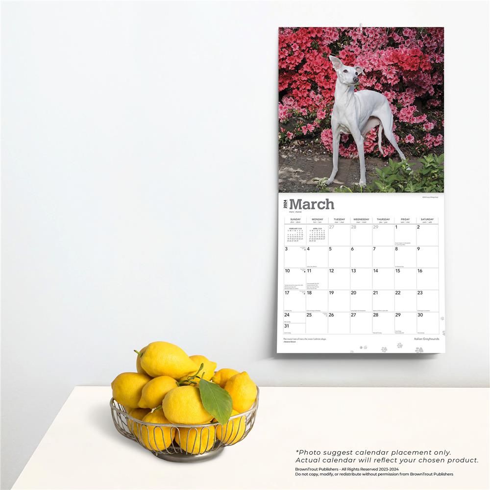 Italian Greyhounds 2024 Wall Calendar - Online Exclusive