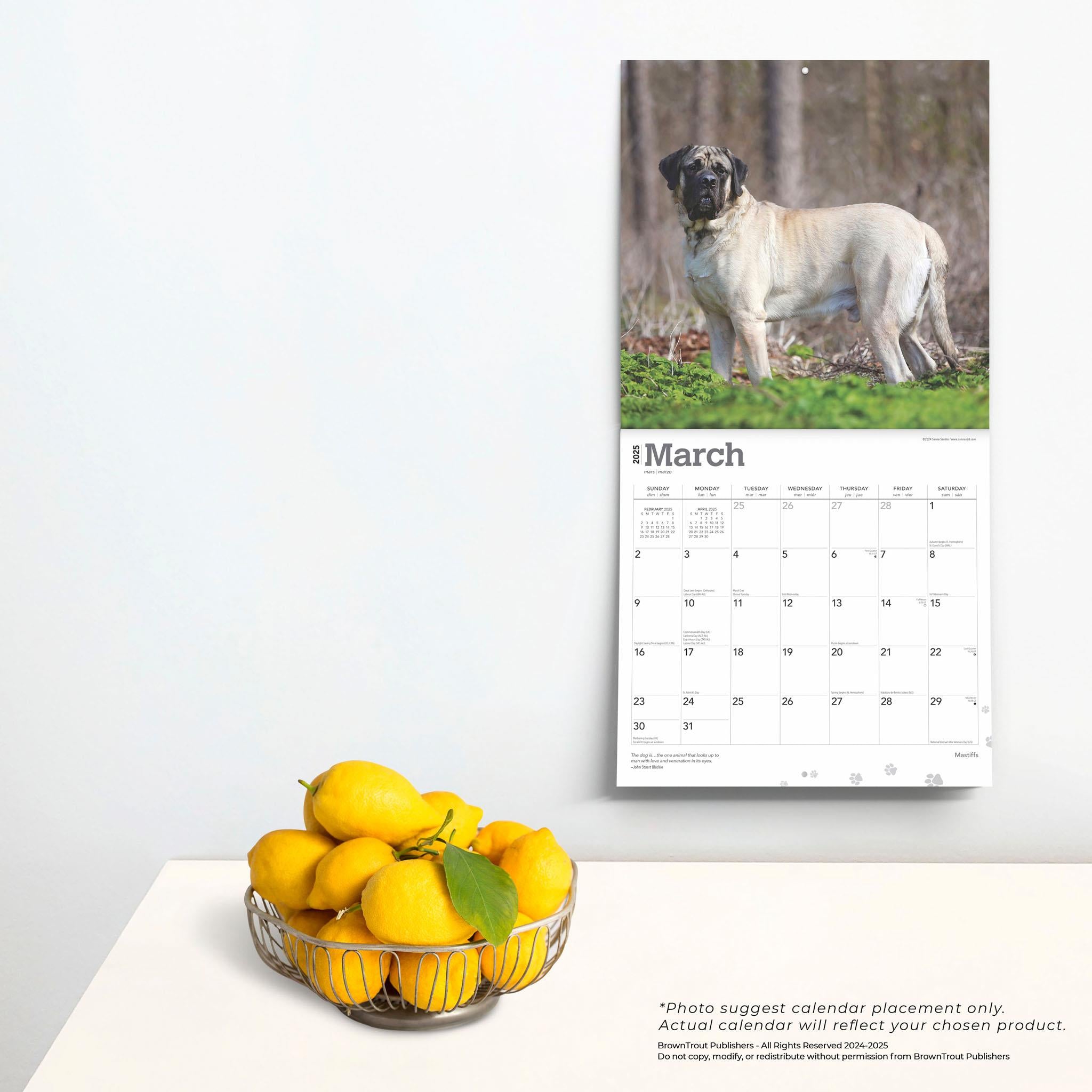 Mastiffs Wall 2025 Calendar