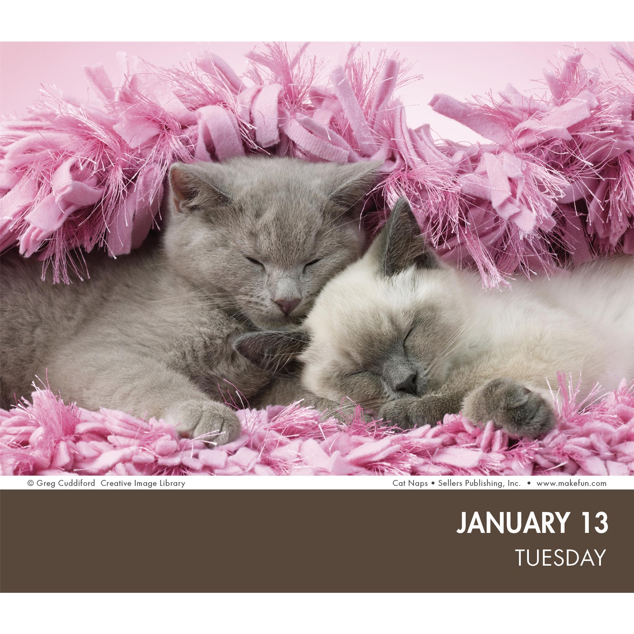 Cat Naps 2026 Box Calendar