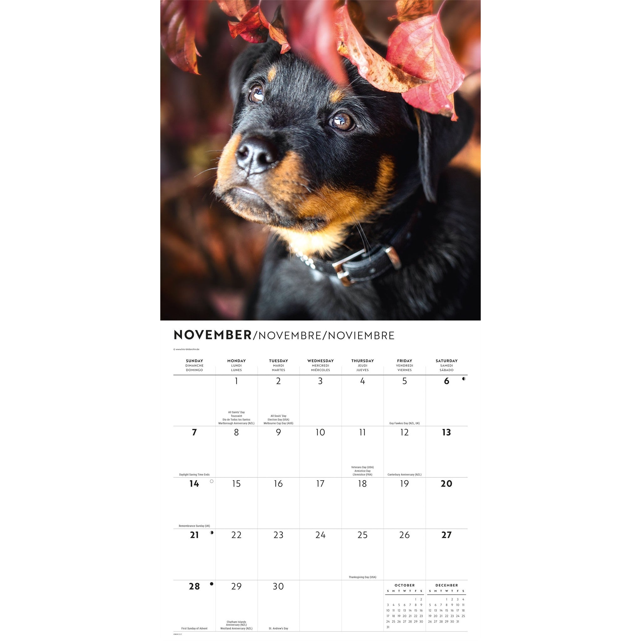 Rottweiler Puppies 2027 Wall Calendar