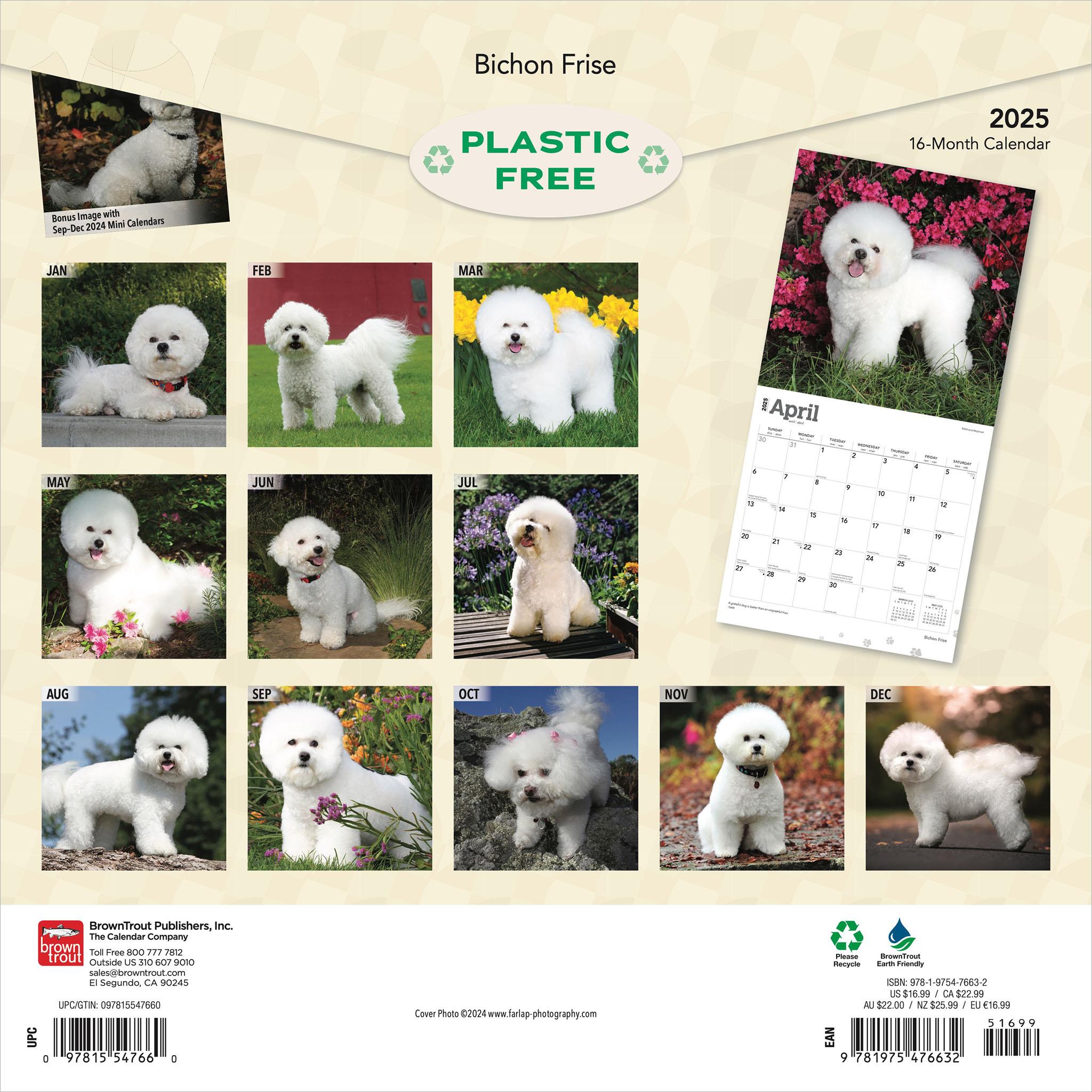 Bichon Frise Wall 2025 Calendar