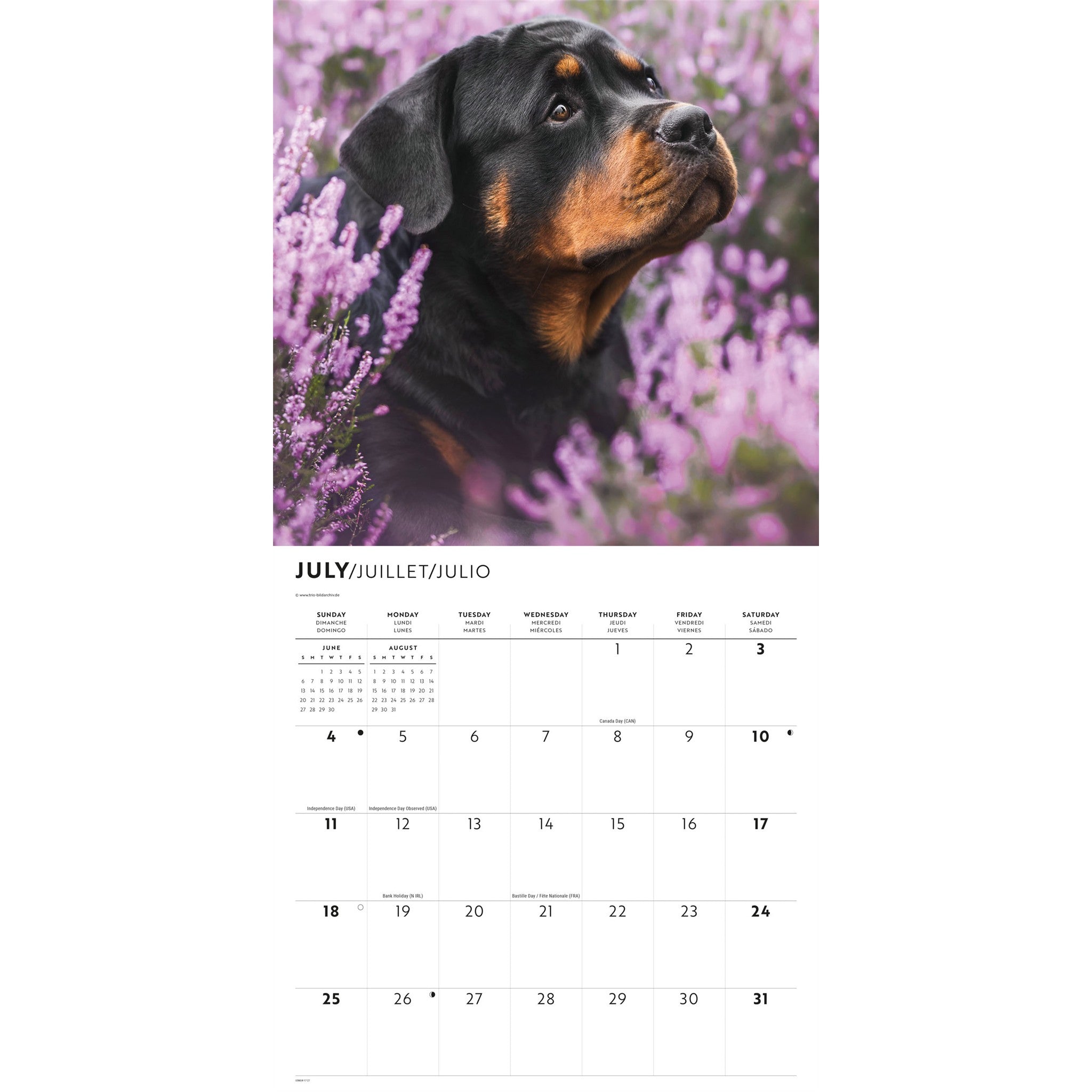 Rottweiler Puppies 2027 Wall Calendar