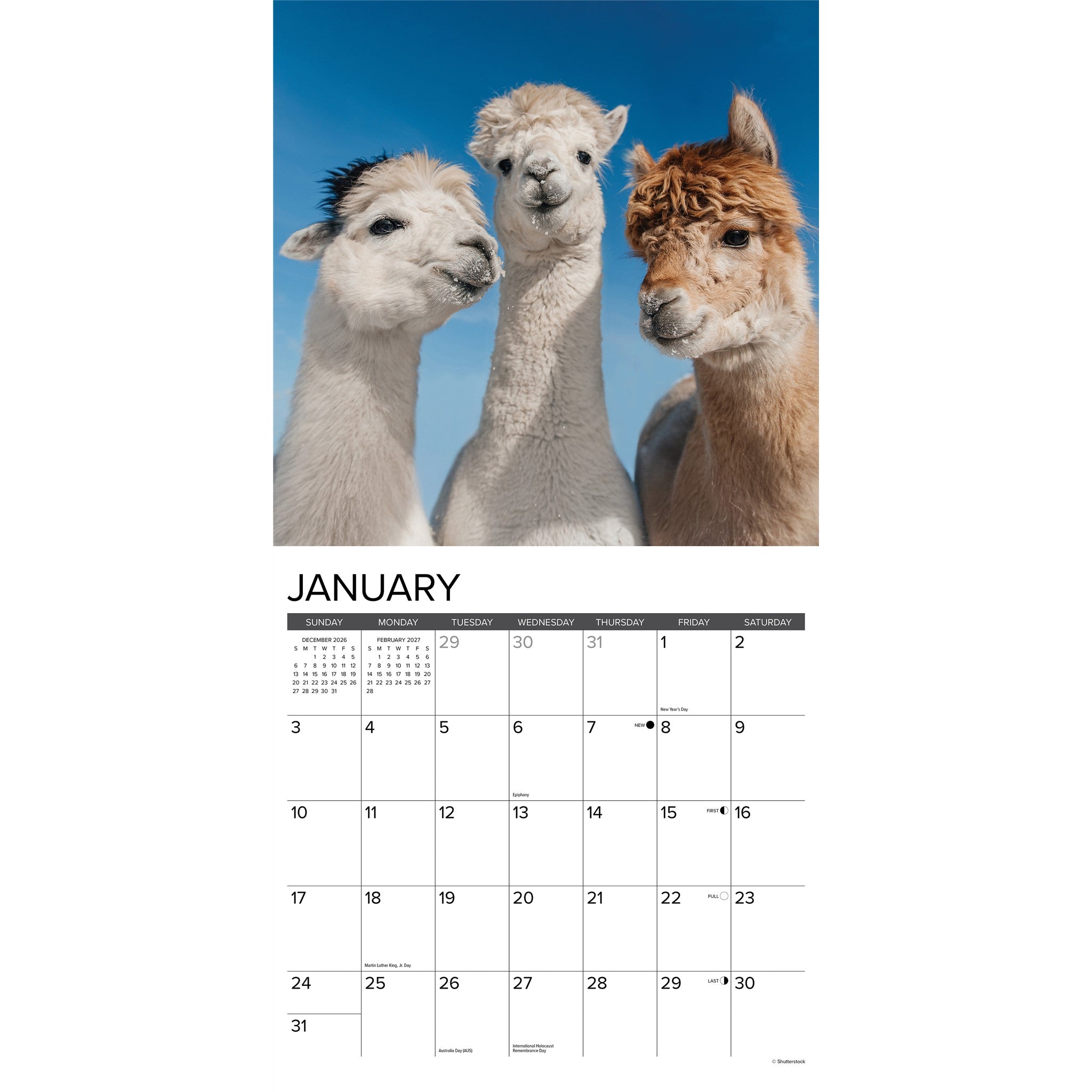 Alpacas 2027 Wall Calendar