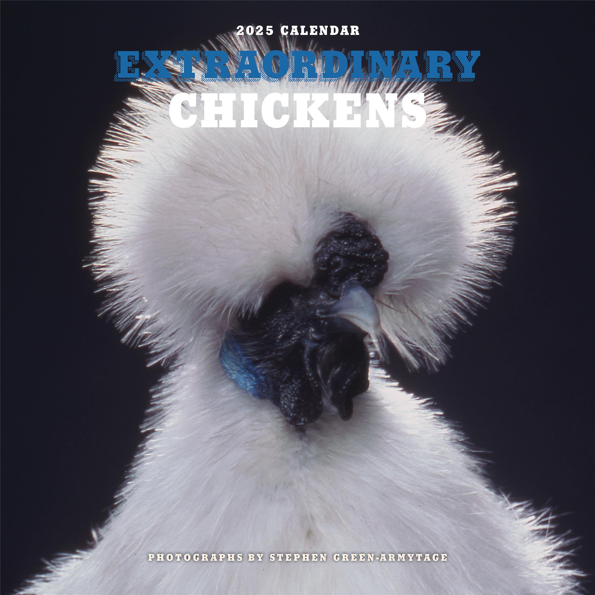 Extraordinary Chicken Wall Calendar 2025