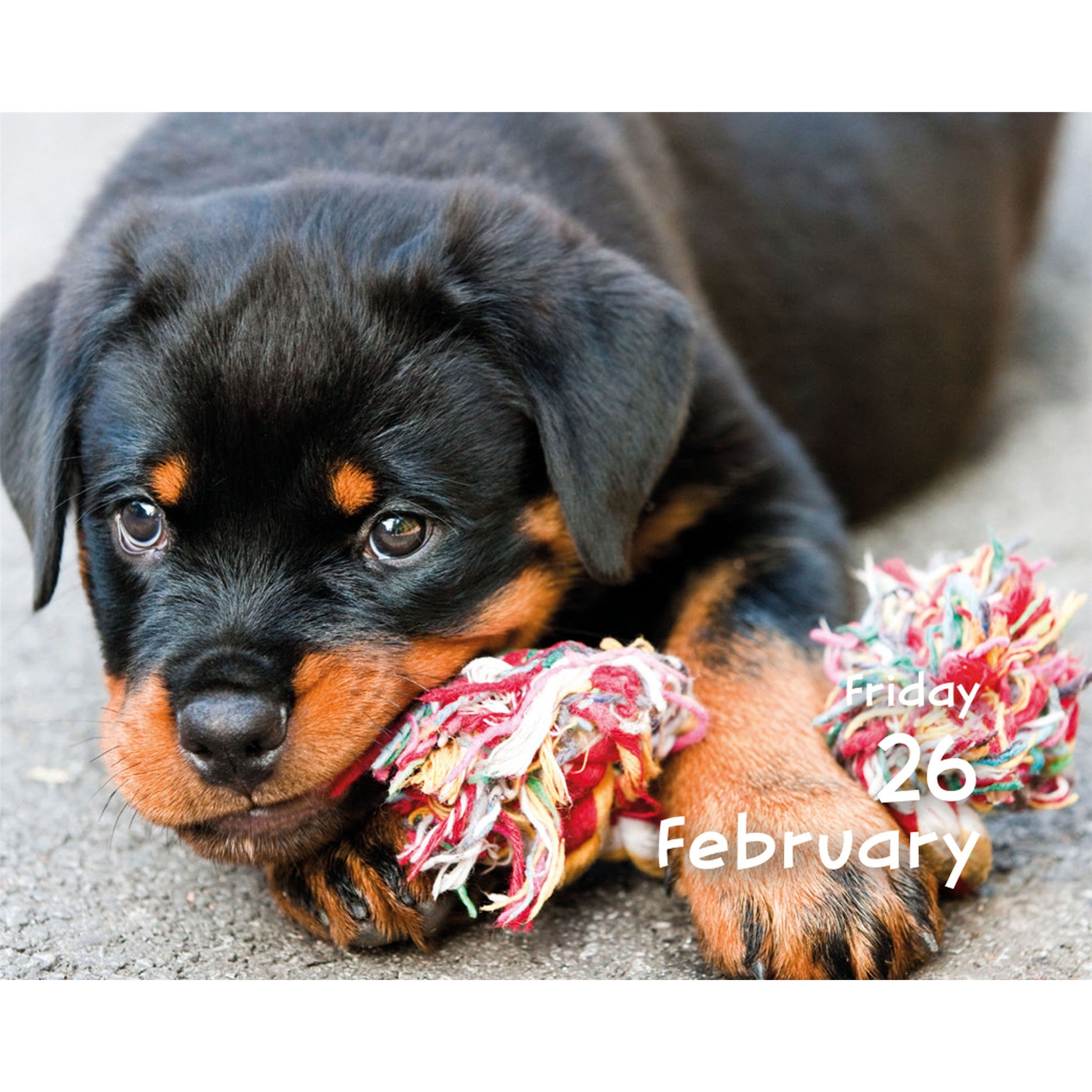 Puppies 2027 Small Box Calendar