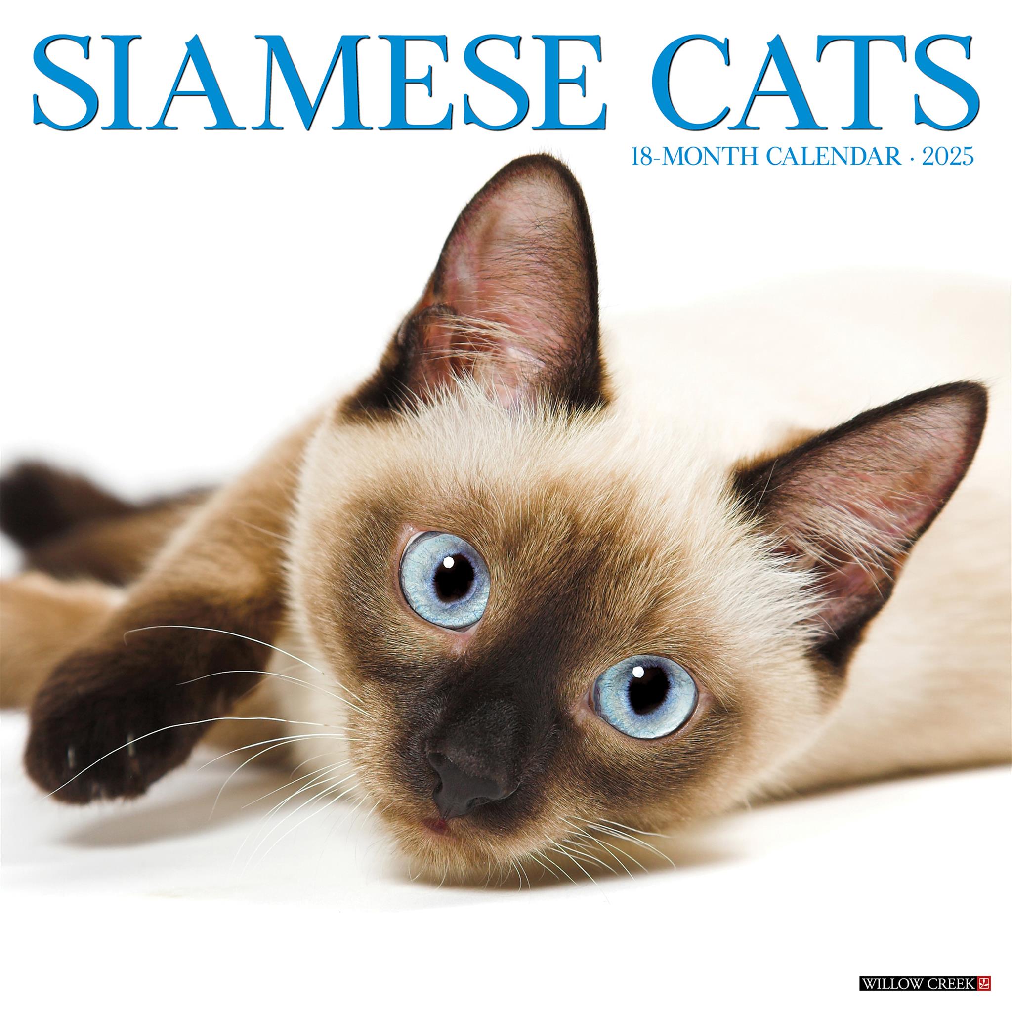 Star Wars Cat Calendar 2025