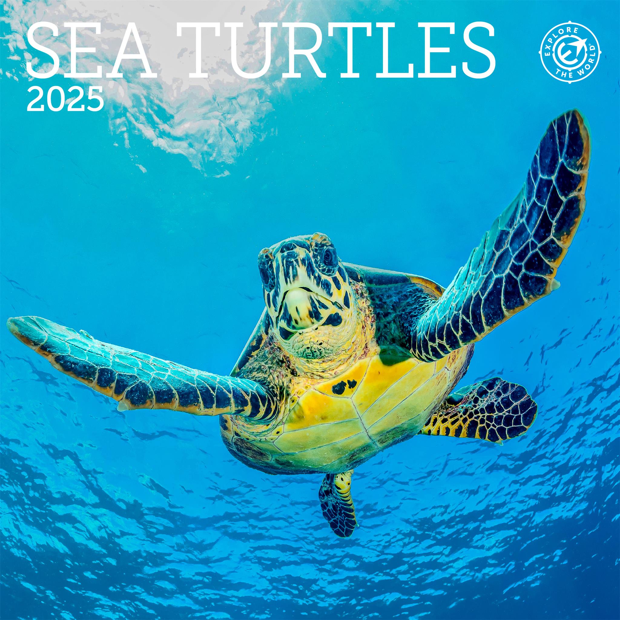 Sea Turtles Mini 2025 Calendar