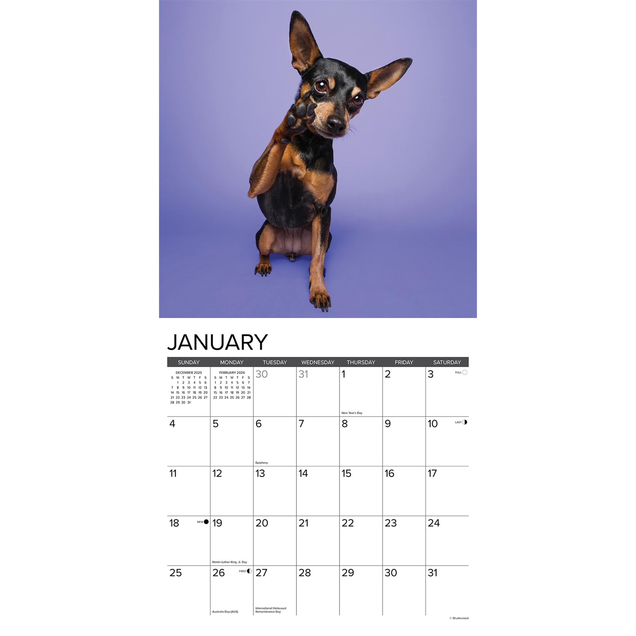 Just Miniature Pinschers 2026 Wall Calendar - Online Only