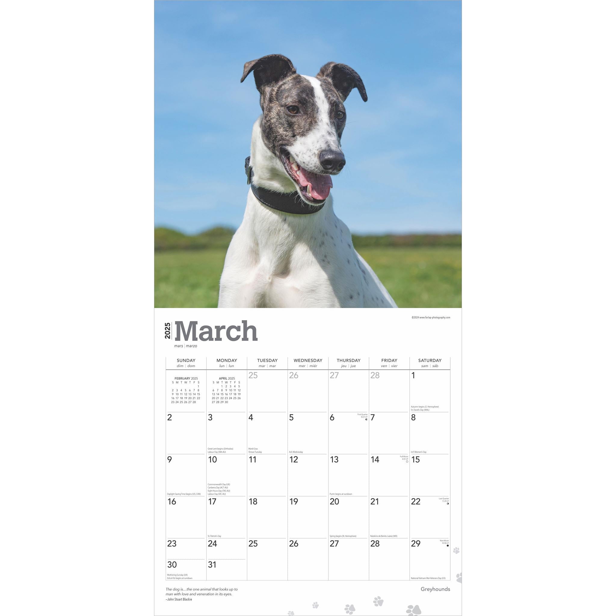 Greyhounds Wall 2025 Calendar