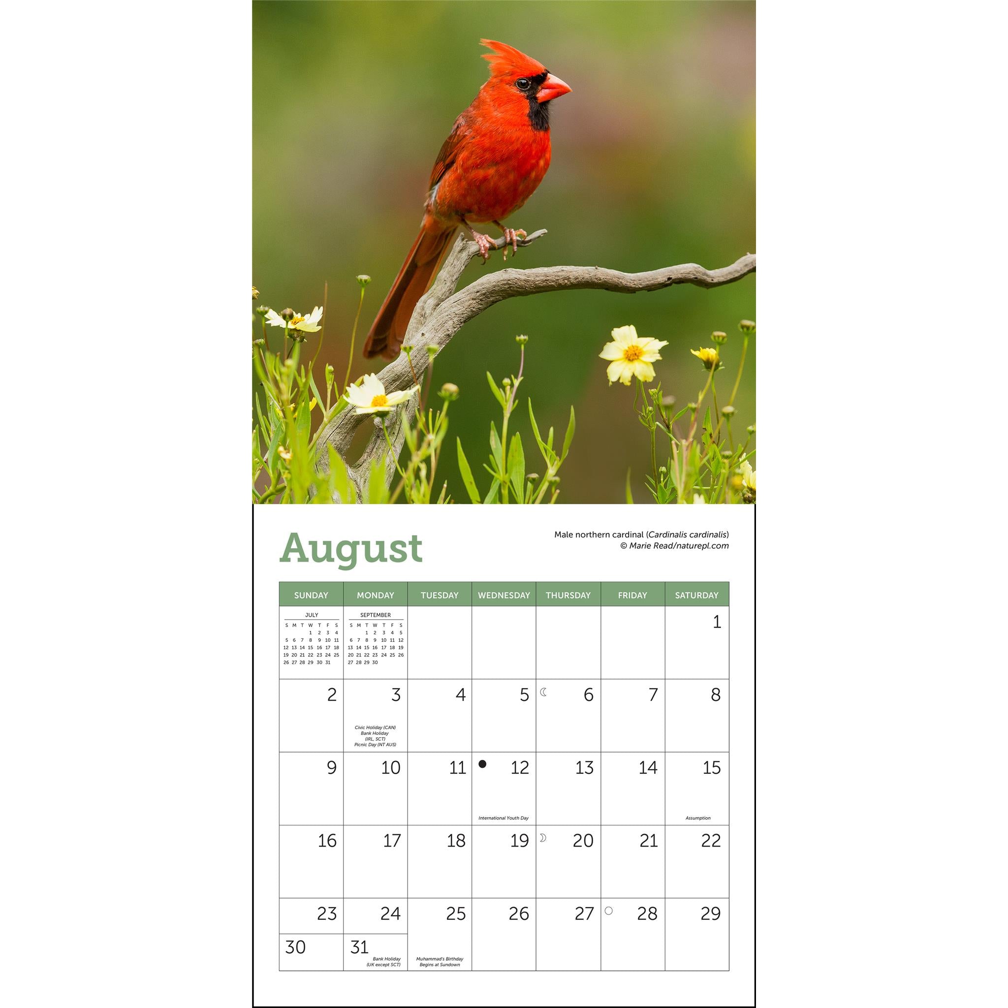 Songbirds 2026 Mini Calendar