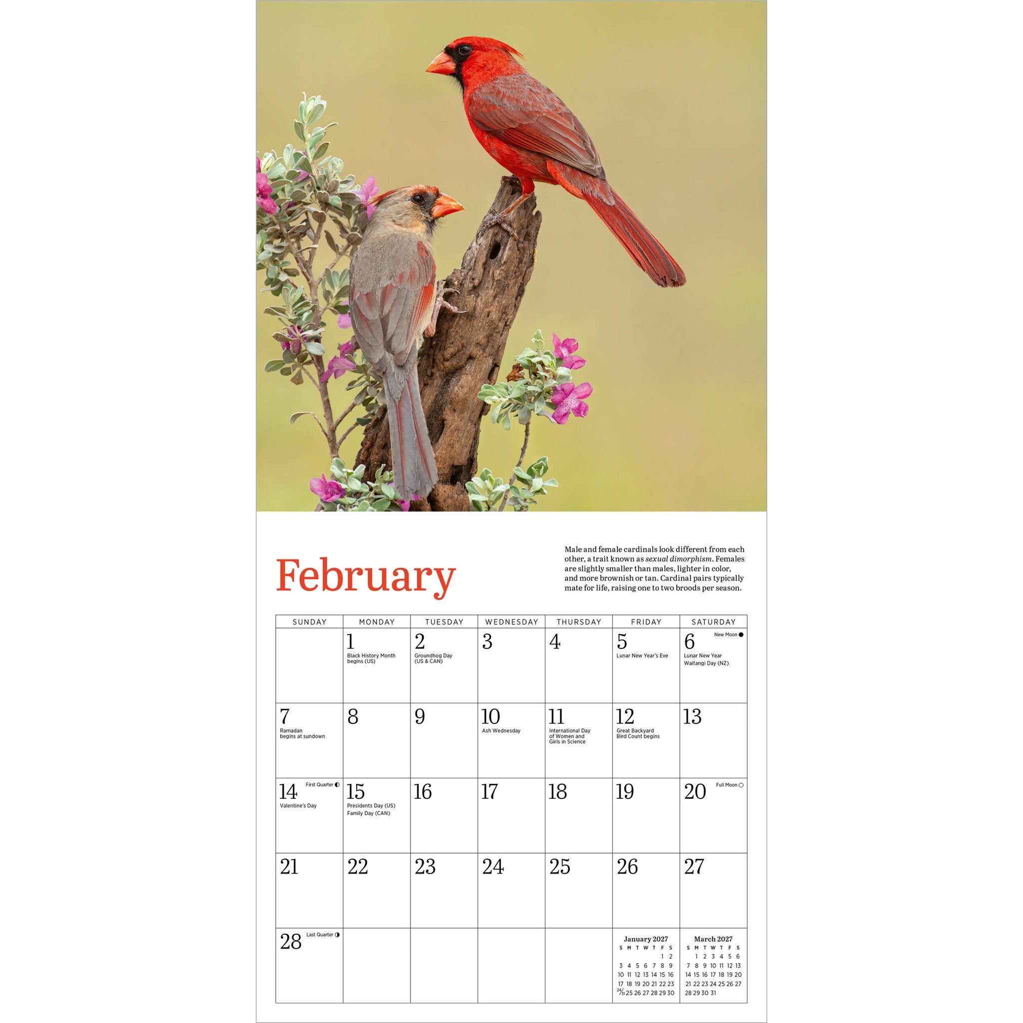 Audubon Cardinals 2027 Mini Calendar - Online Only