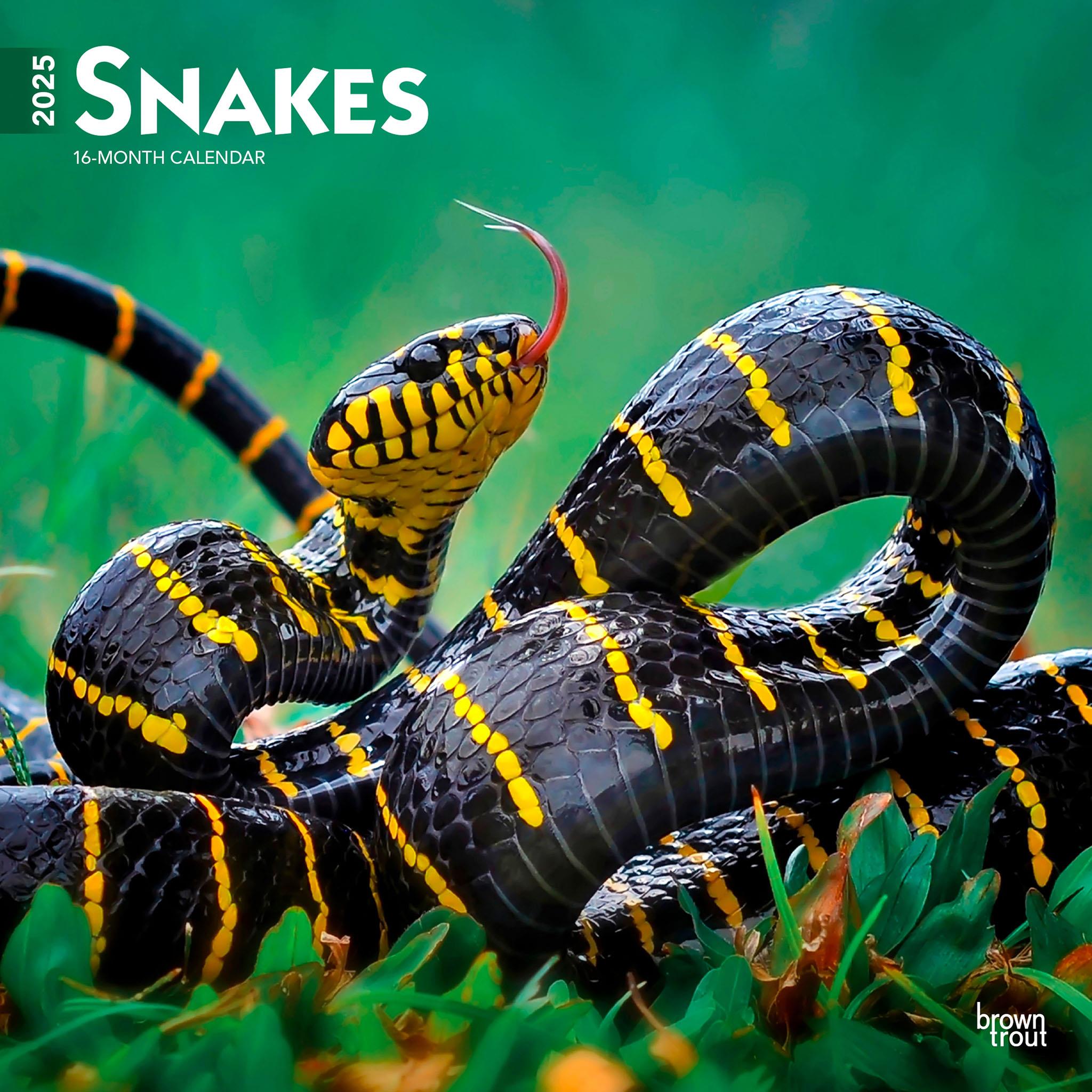 Snakes Wall 2025 Calendar