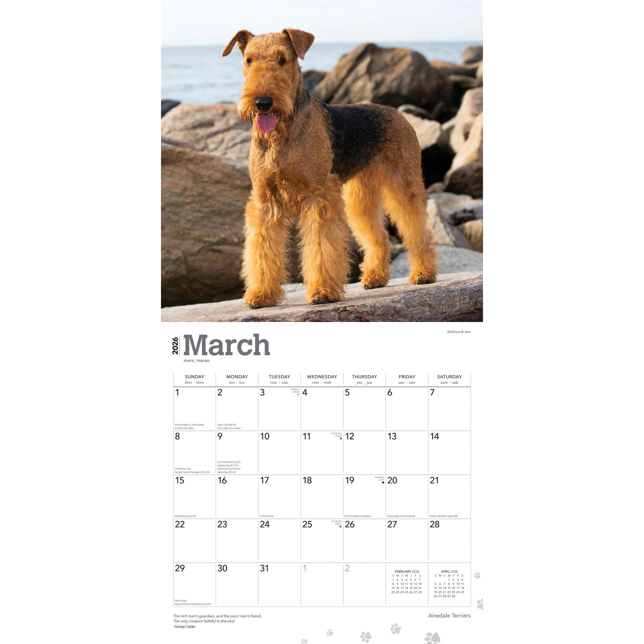 Airedale Terriers 2026 Wall Calendar