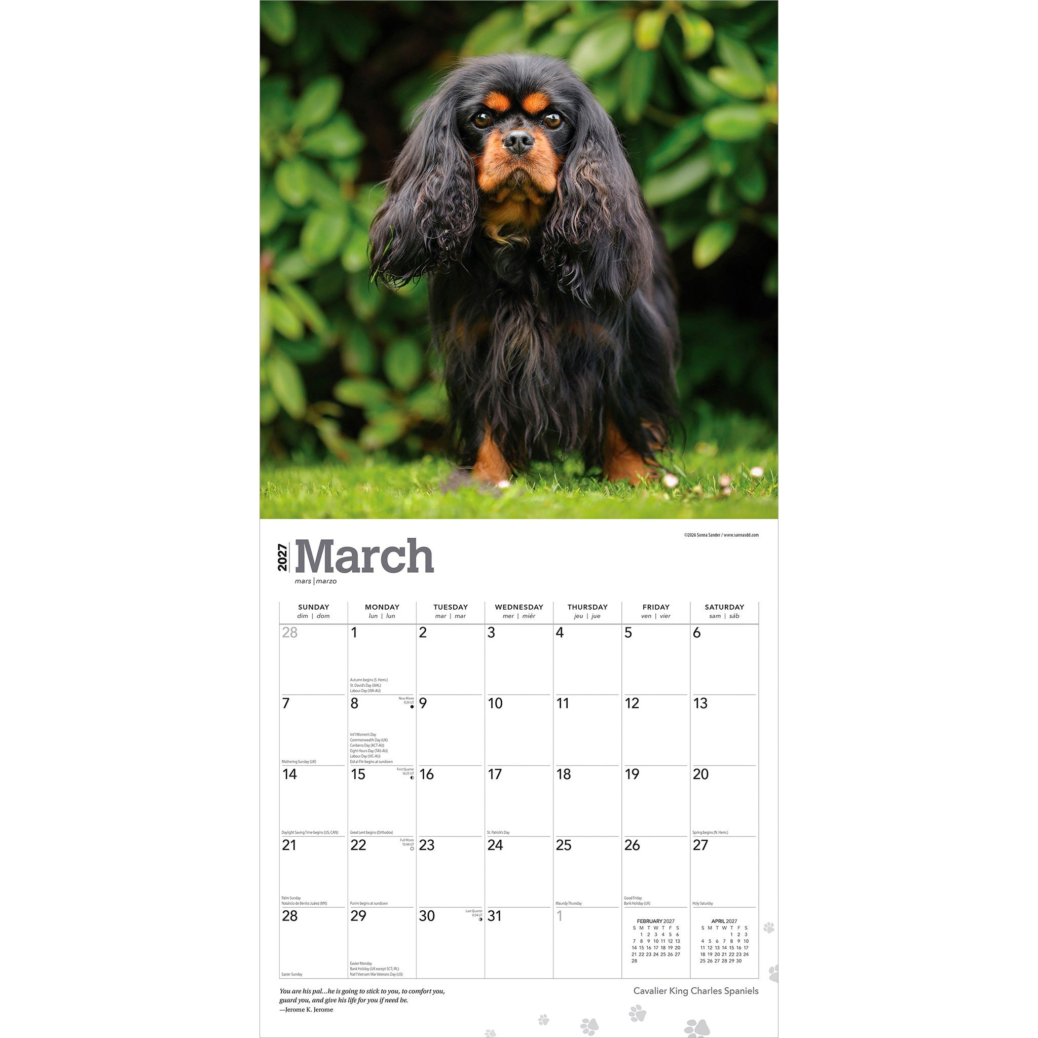 Cavalier King Charles Spaniels 2027 Wall Calendar