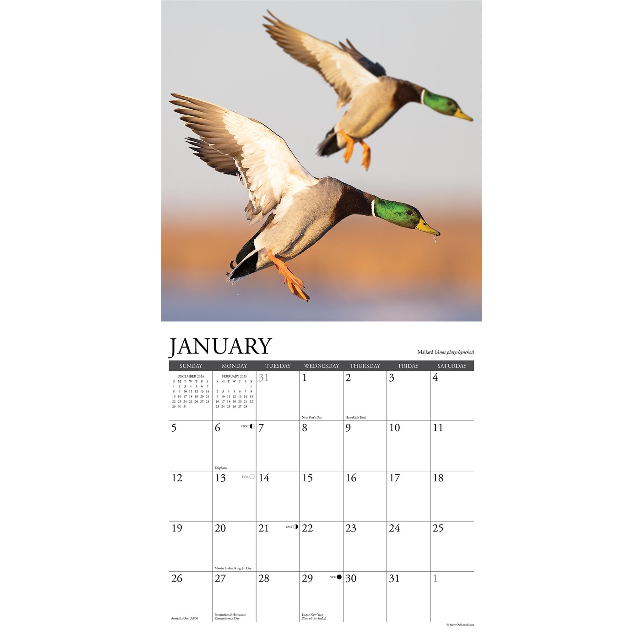 Waterfowl Wall 2025 Calendar