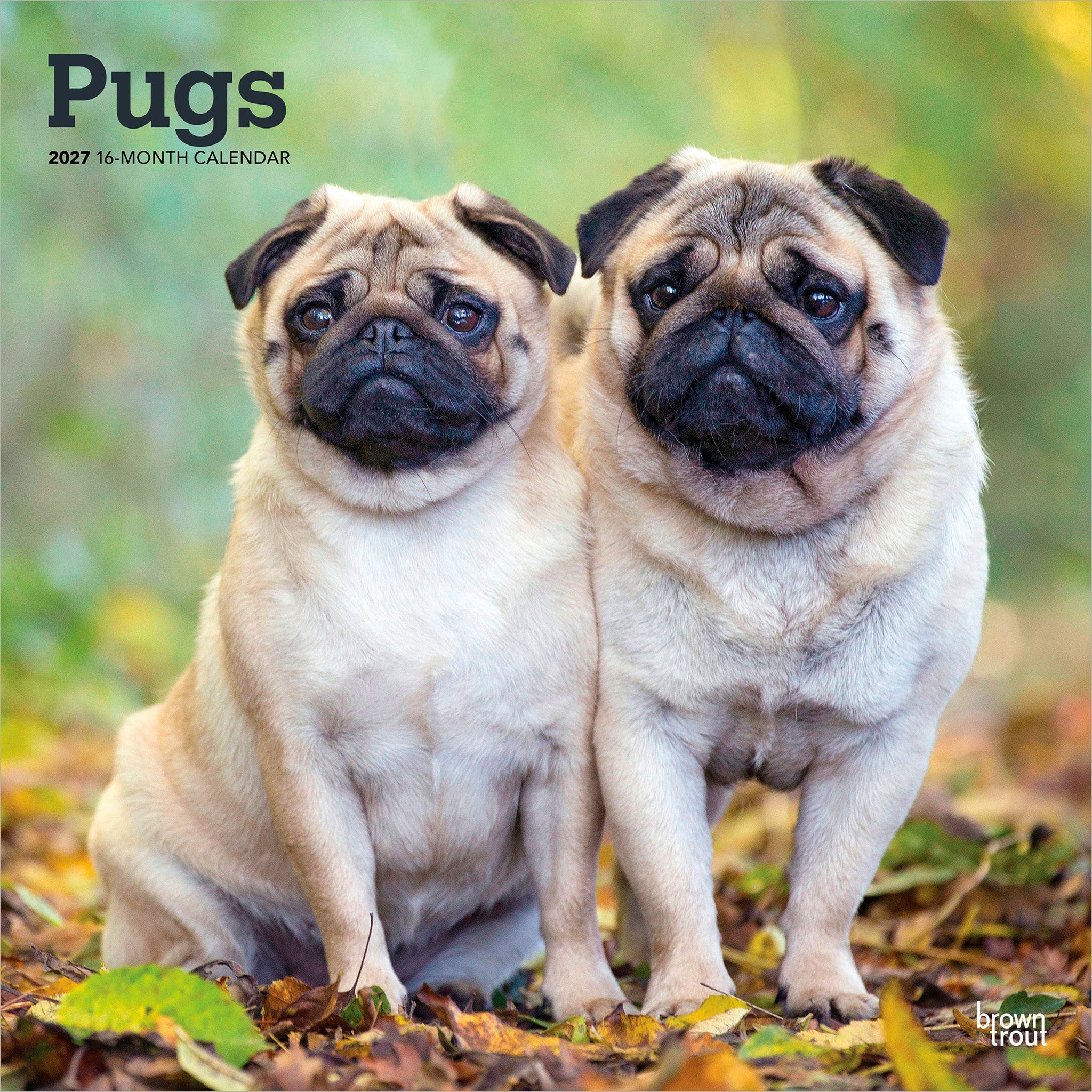 Pugs 2027 Wall Calendar