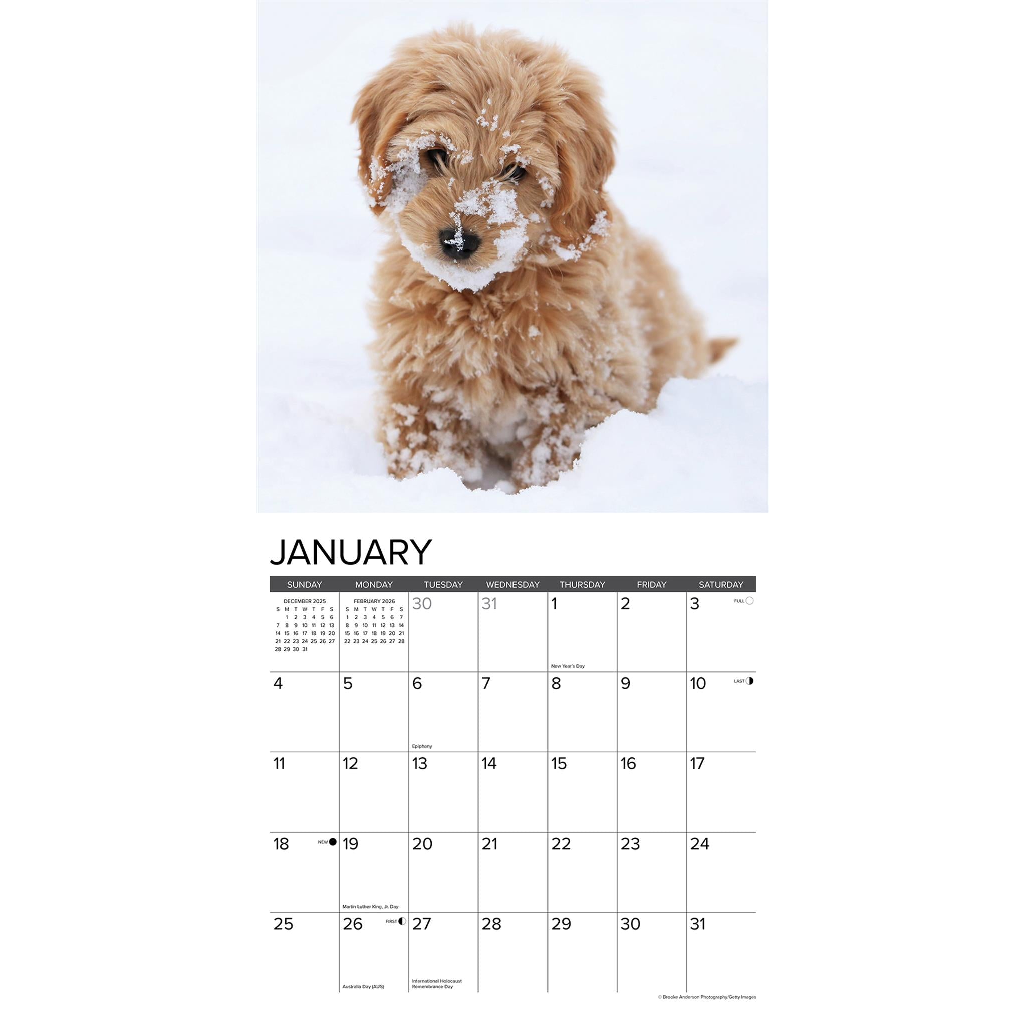 Just Goldendoodle Puppies 2026 Wall Calendar