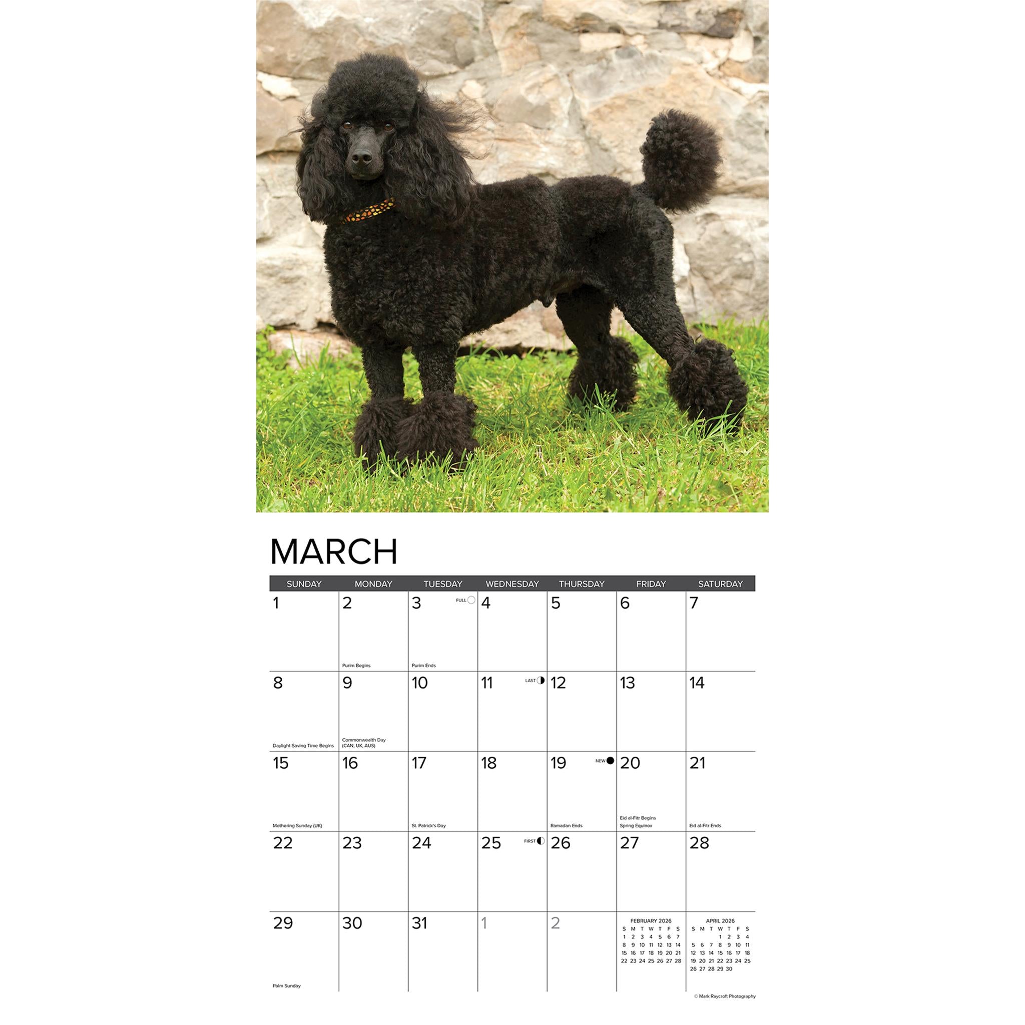 Toy And Miniature Poodles 2026 Wall Calendar - Online Only