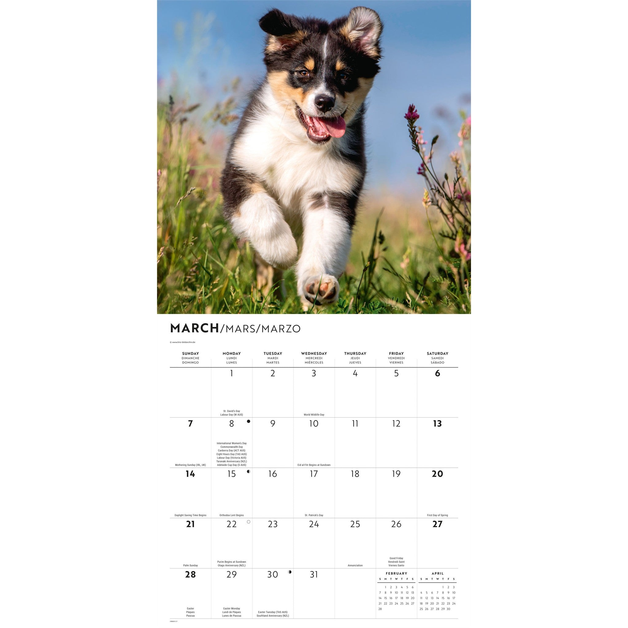 Australian Shepherds 2027 Wall Calendar
