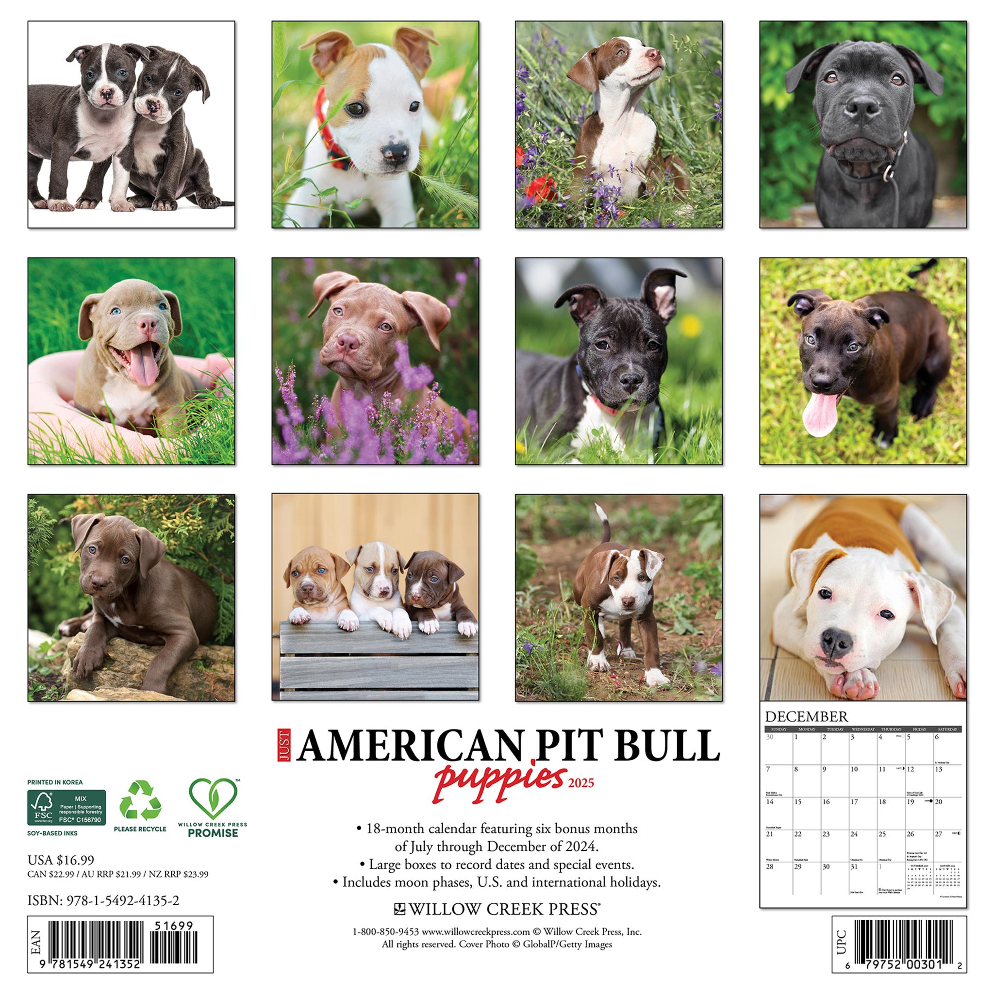 Just American Pit Bull Terrier Puppies Wall 2025 Calendar