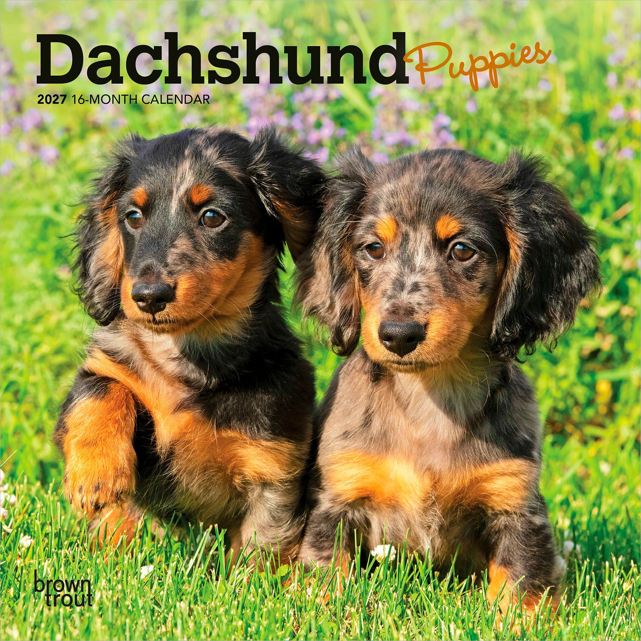 Dachshund Puppies 2027 Mini Calendar