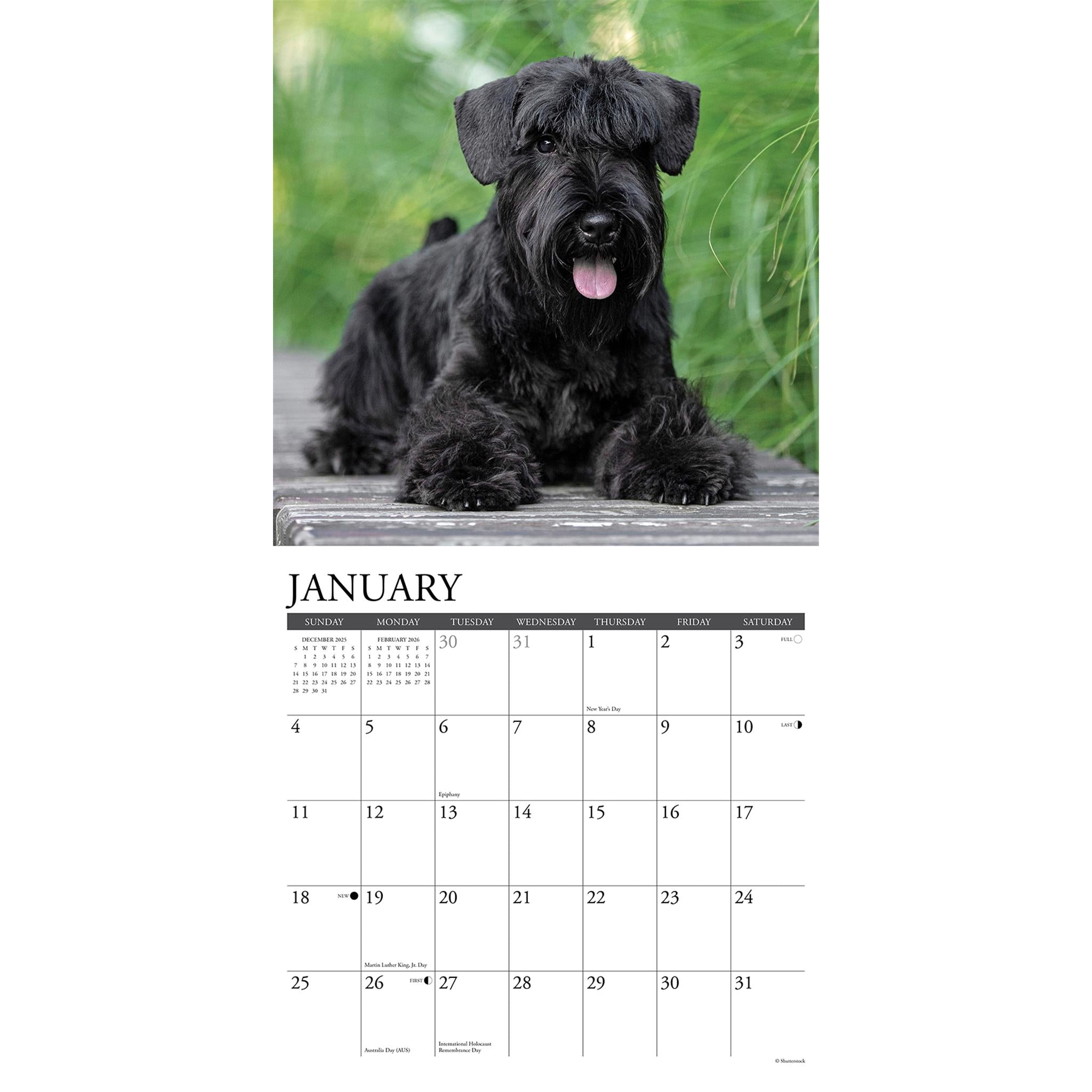 Just Schnauzers 2026 Wall Calendar - Online Only