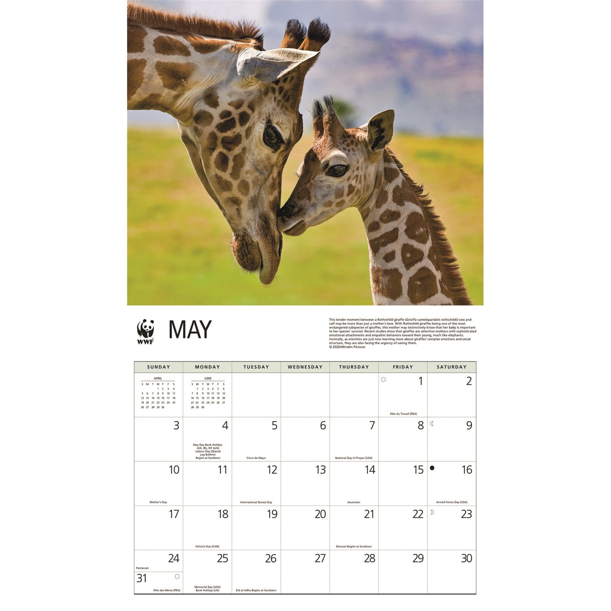 World Wildlife Fund Giraffes 2026 Wall Calendar