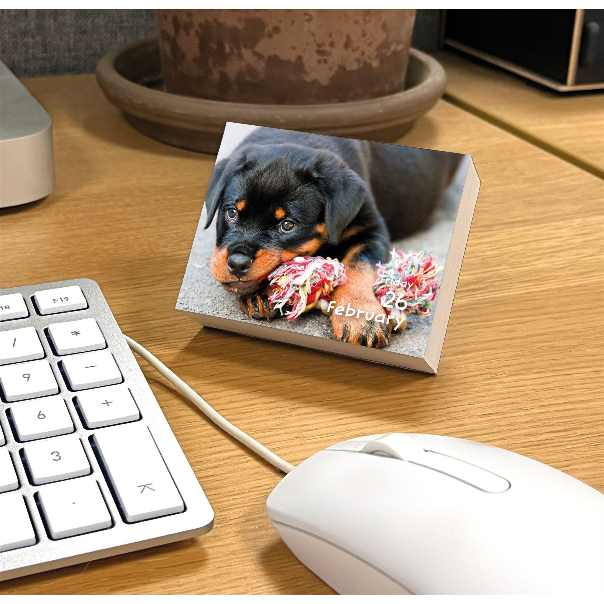 Puppies 2027 Small Box Calendar
