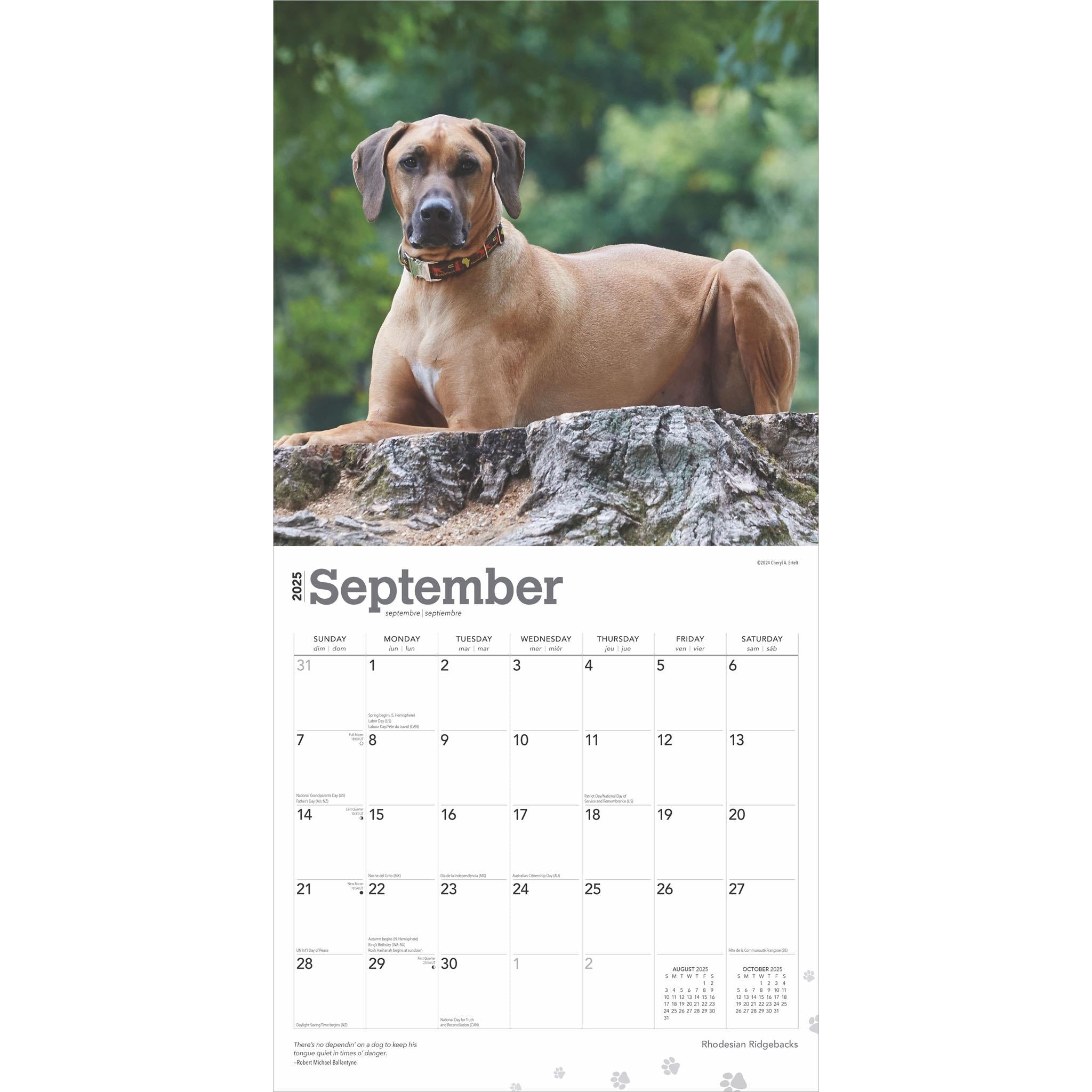 Rhodesian Ridgebacks Wall 2025 Calendar