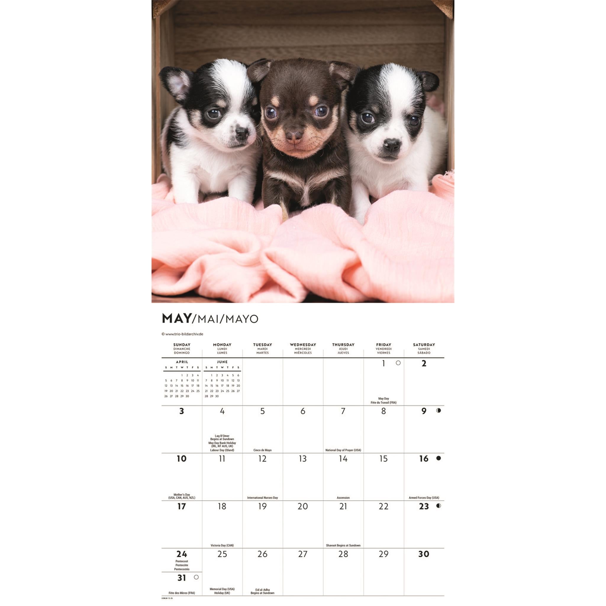 Chihuahua Puppies 2026 Mini Calendar