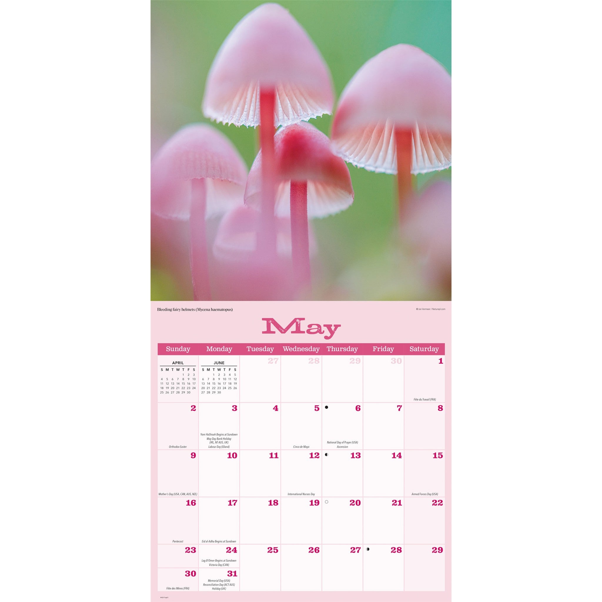 Mushrooms 2027 Wall Calendar