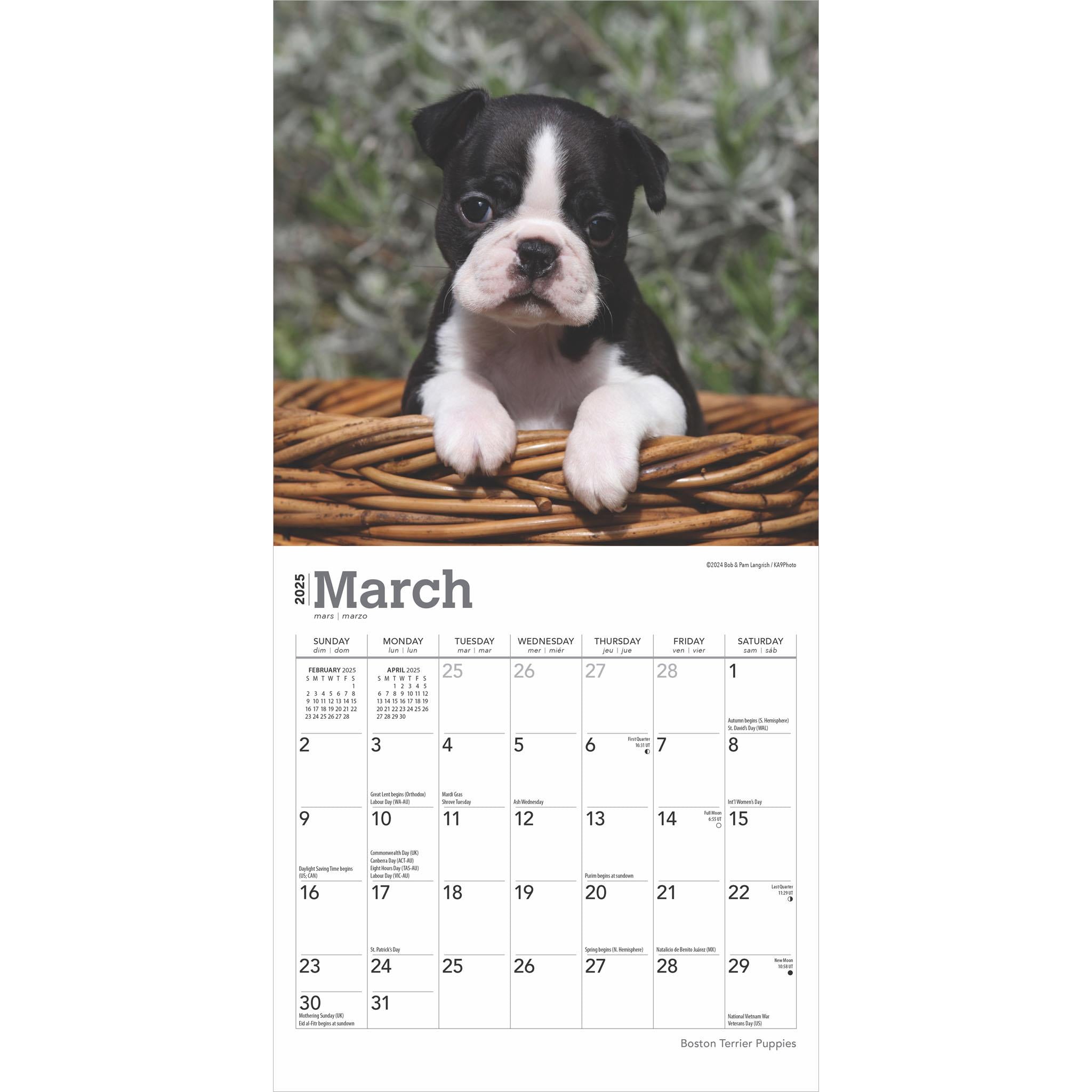 Boston Terrier Puppies Mini 2025 Calendar
