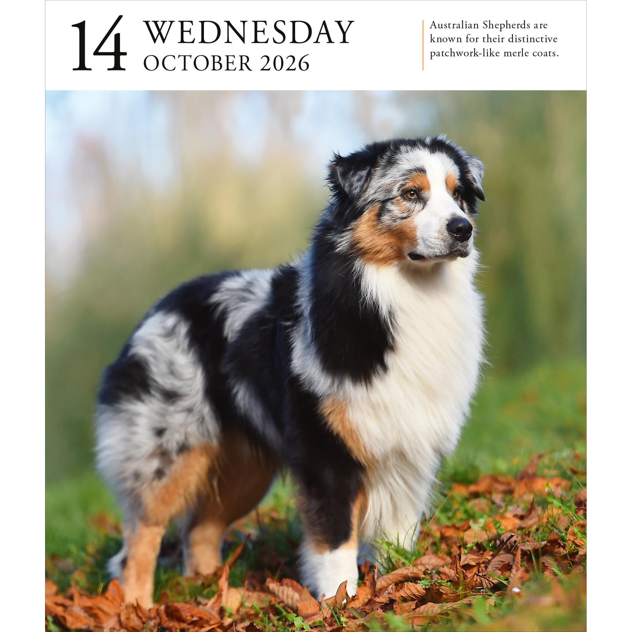 Dog Gallery 2026 Box Calendar