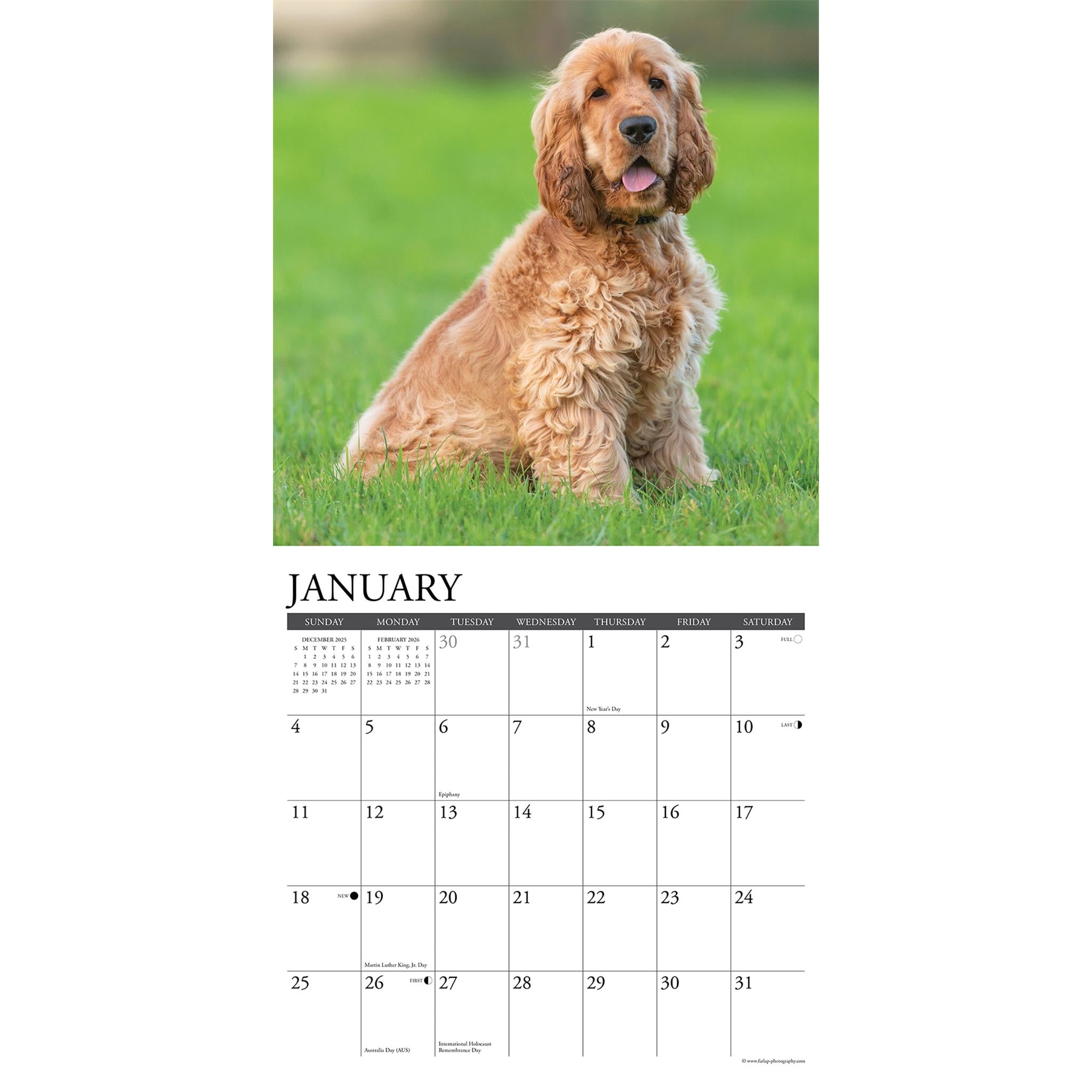 Just Cocker Spaniels 2026 Wall Calendar