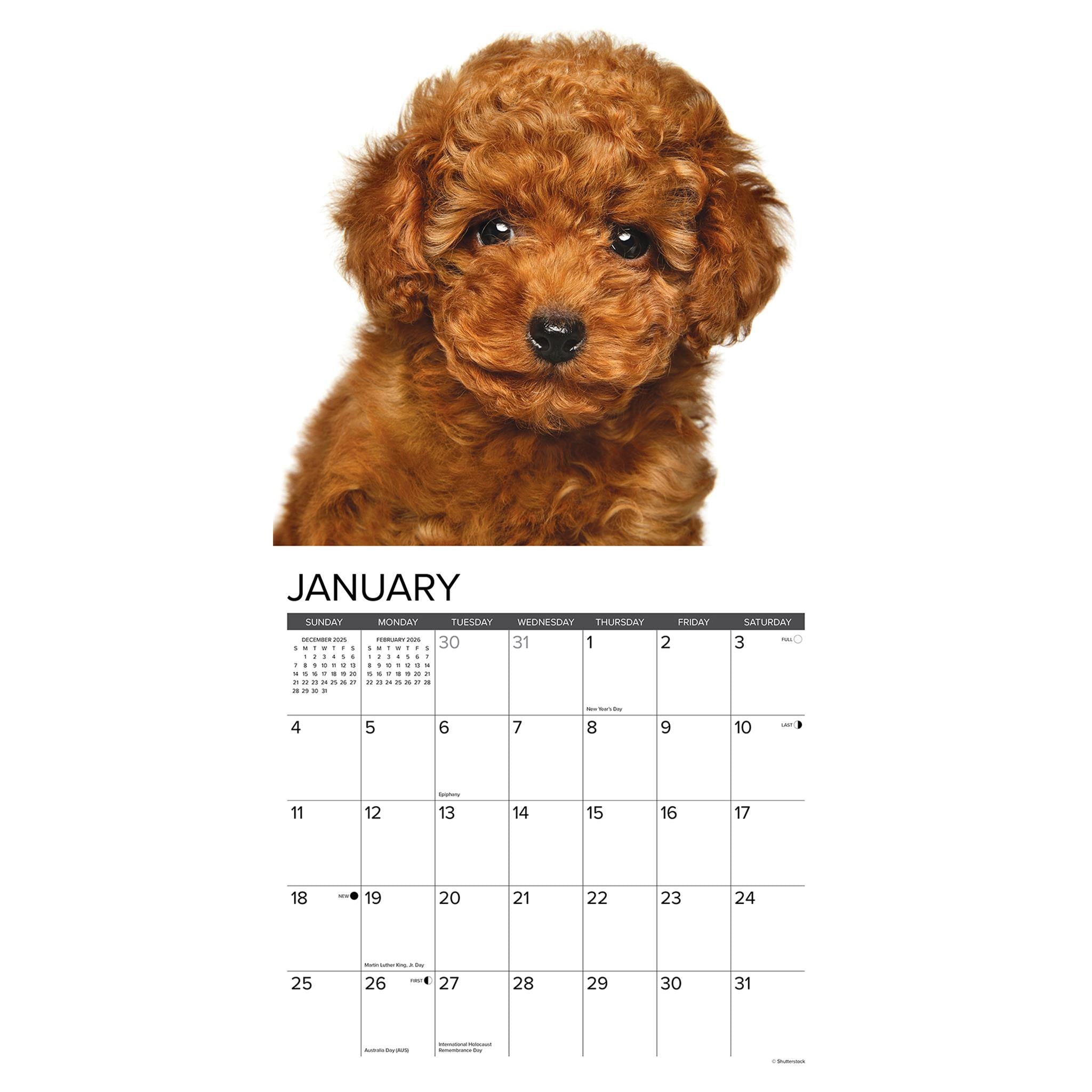 Just Poodle Puppies 2026 Wall Calendar - Online Only