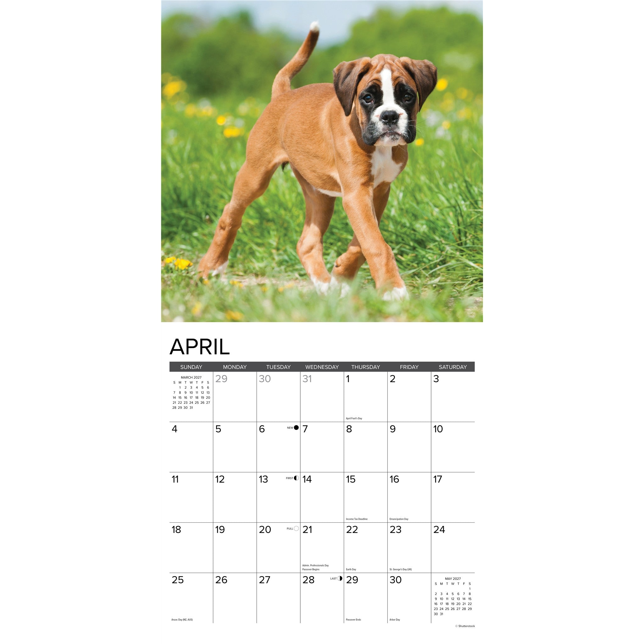 Boxer Puppies 2027 Wall Calendar