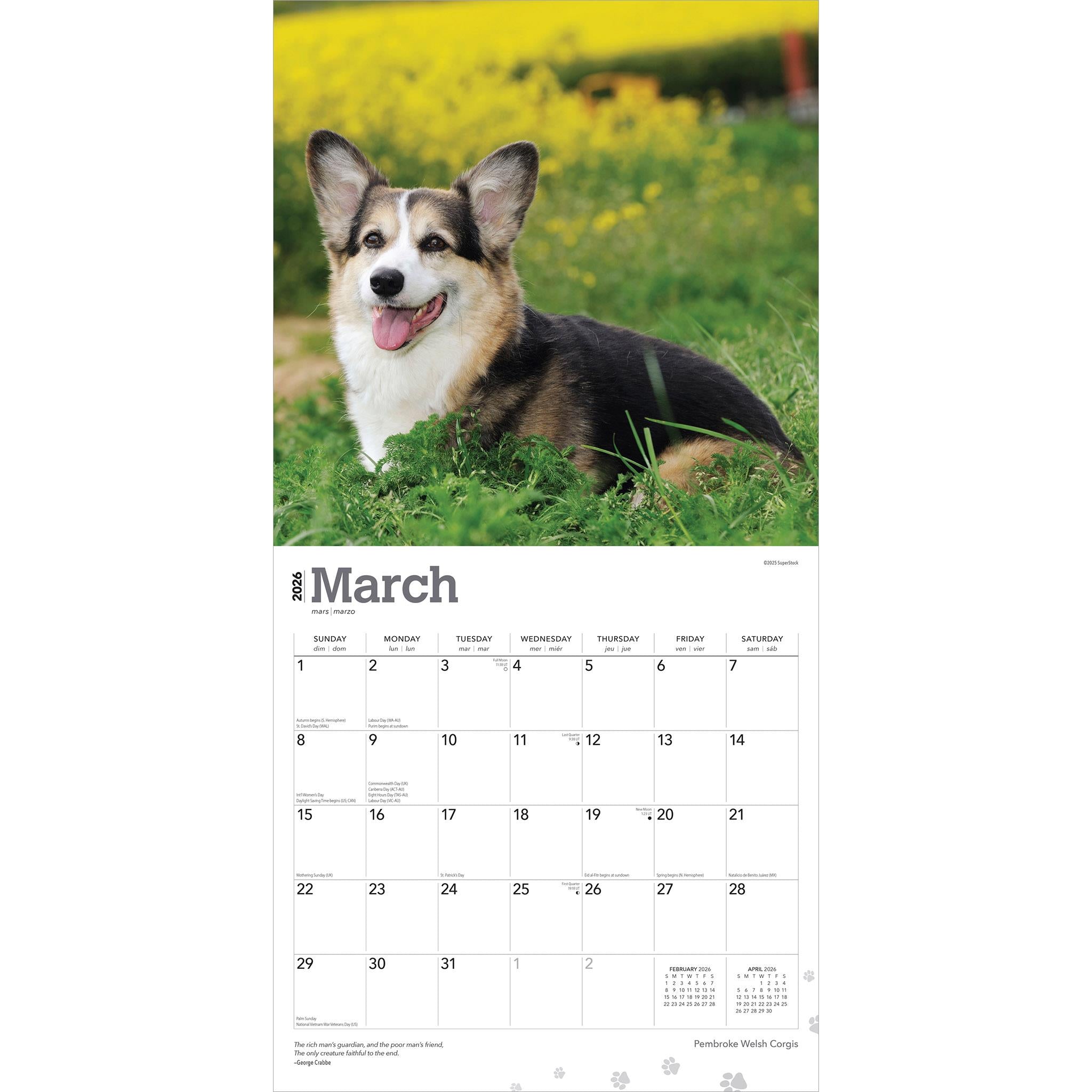 Welsh Corgis Pembroke 2026 Wall Calendar - Online Only