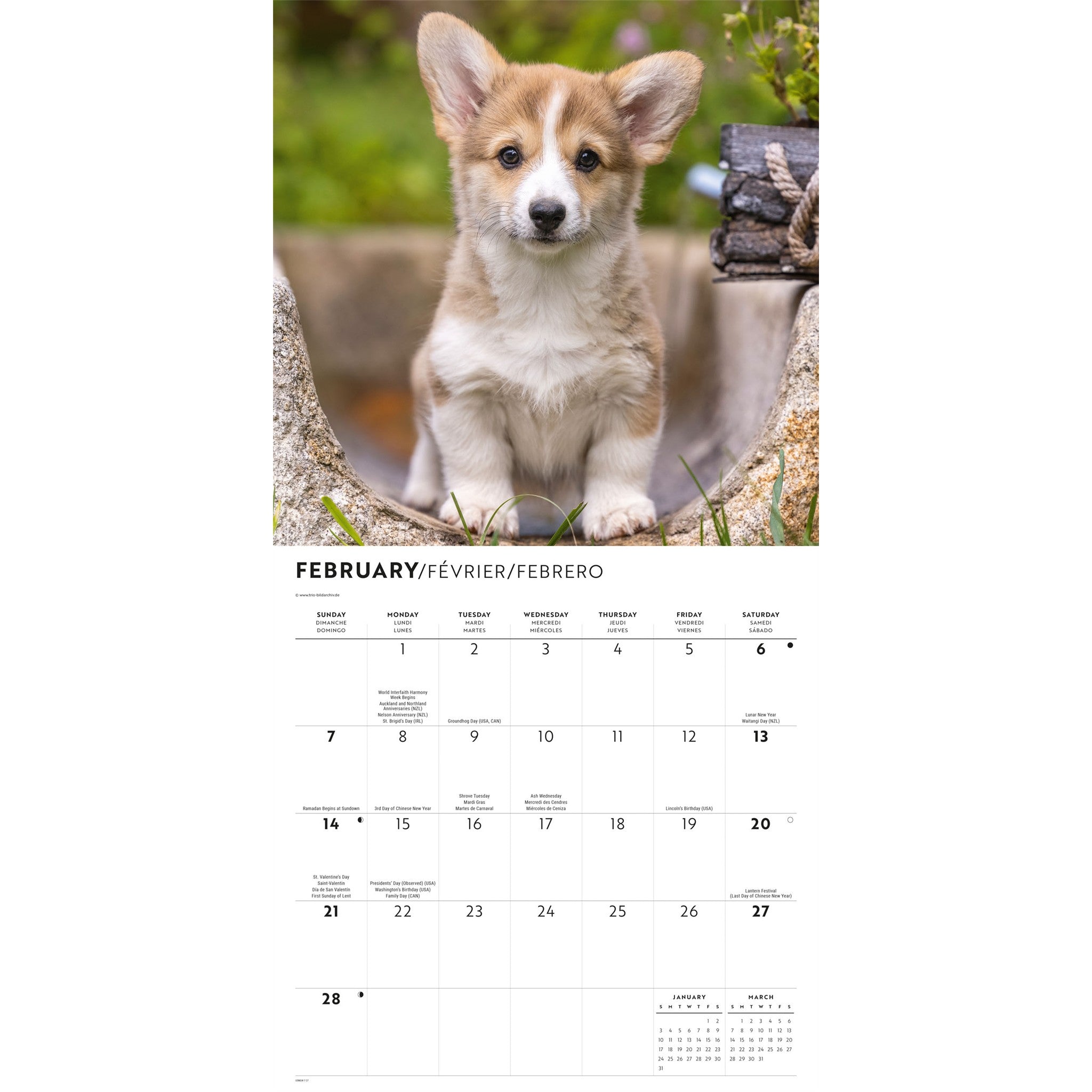 Corgi Puppies 2027 Wall Calendar